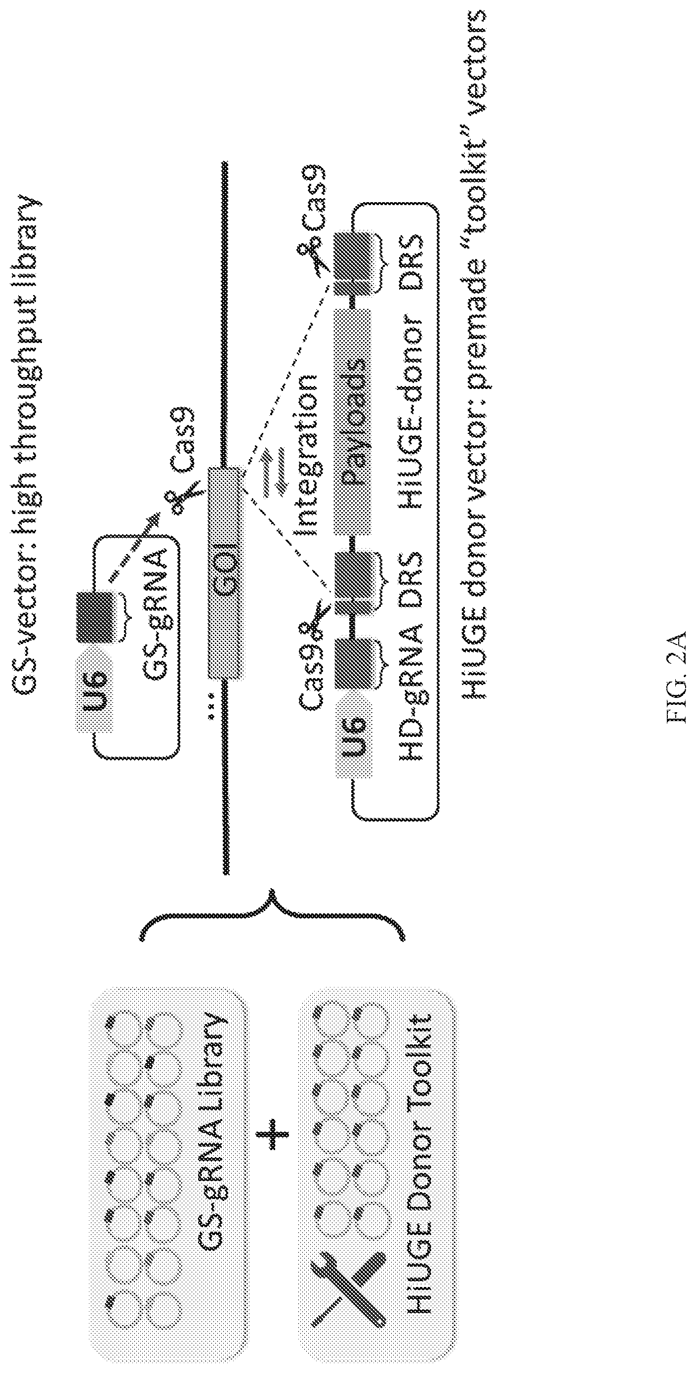 Patent US12325855 Figure 2 – Gene editing using homology-independent universal genome engineering technology