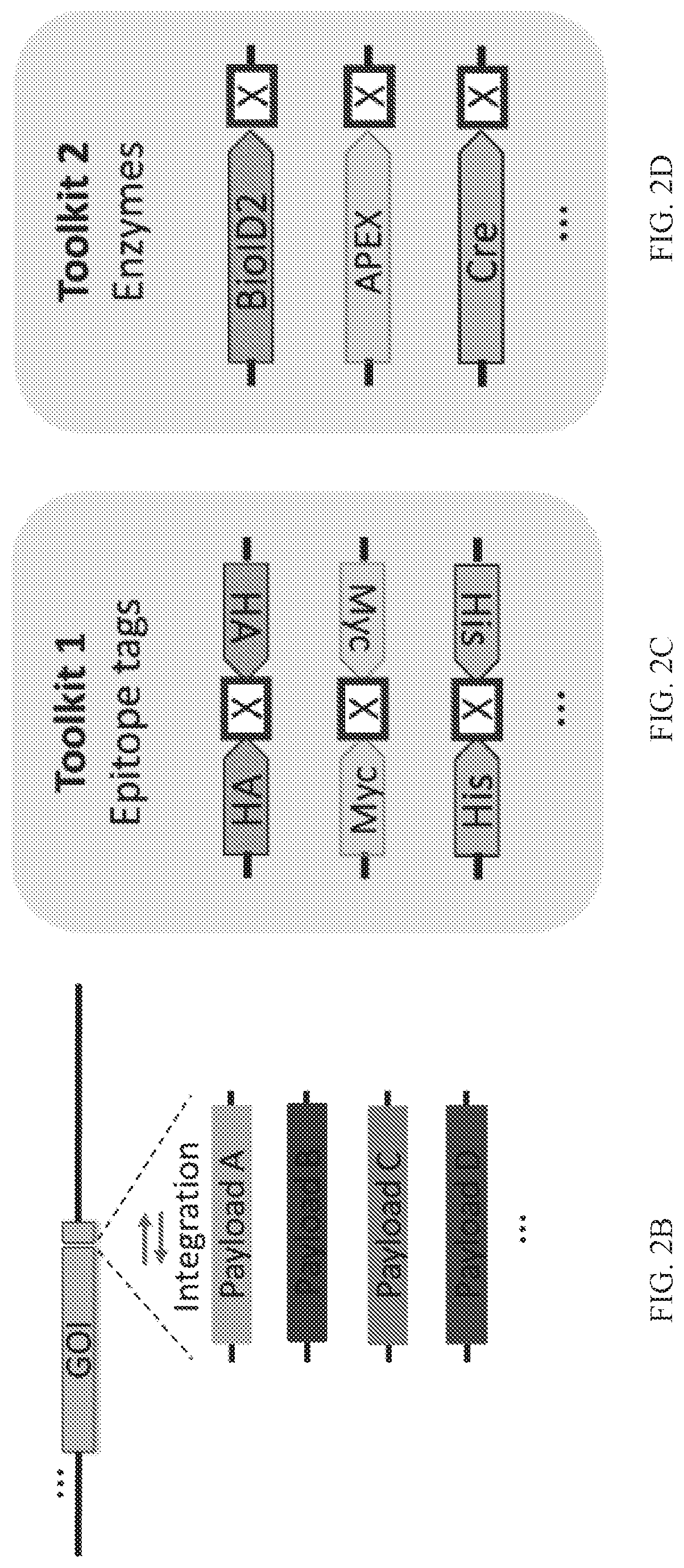 Patent US12325855 Figure 3 – Gene editing using homology-independent universal genome engineering technology