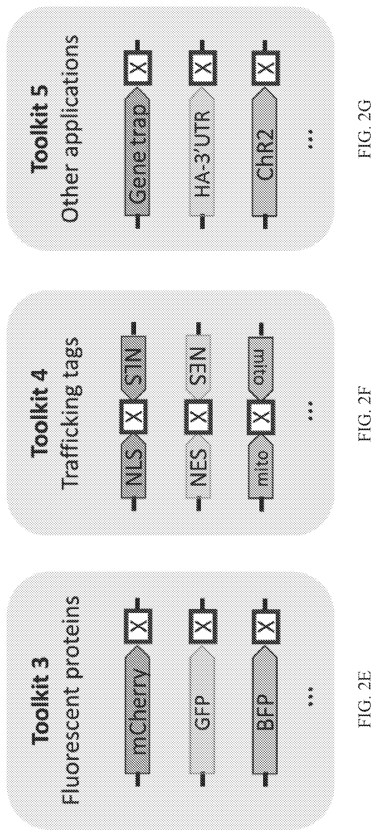 Patent US12325855 Figure 4 – Gene editing using homology-independent universal genome engineering technology