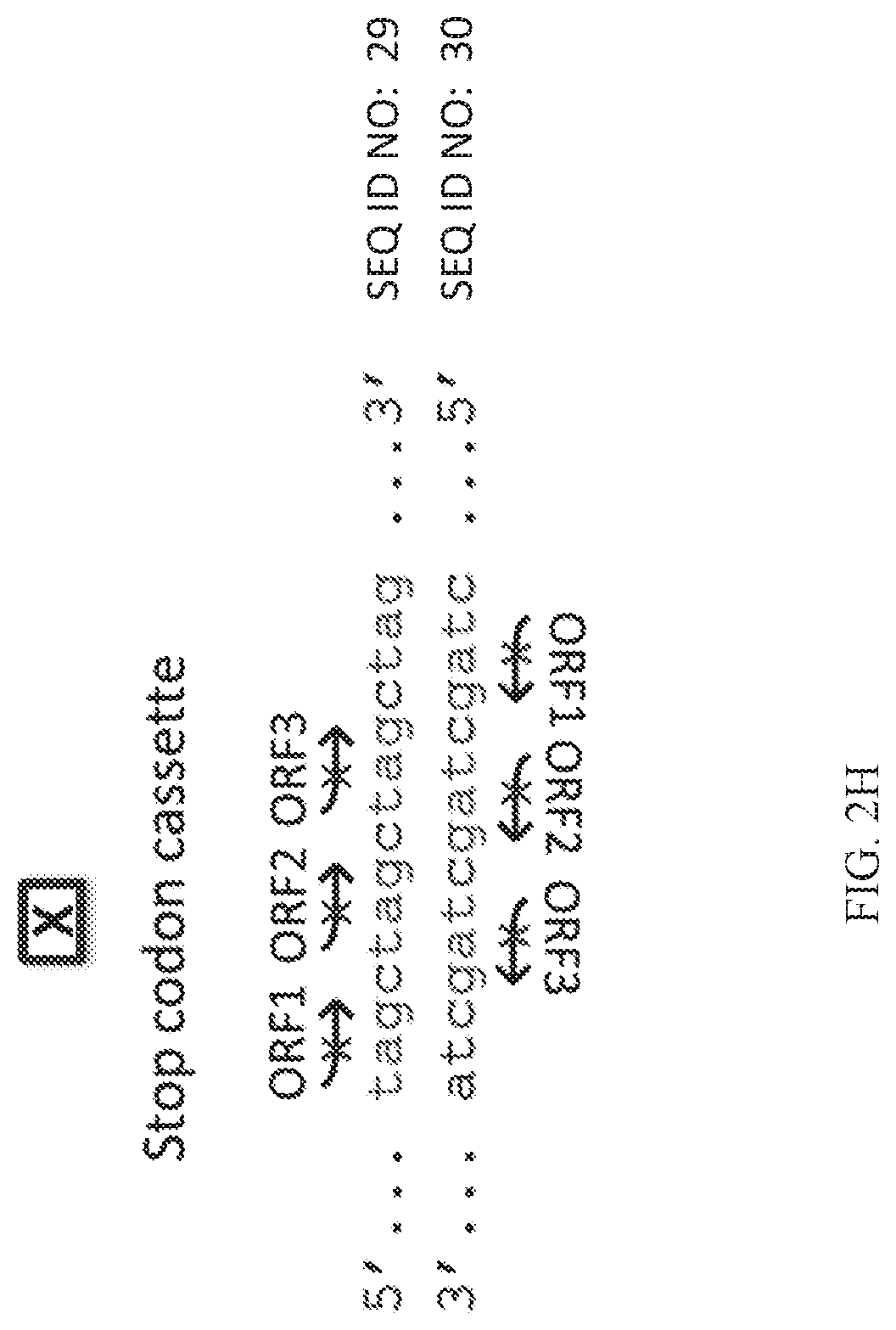 Patent US12325855 Figure 5 – Gene editing using homology-independent universal genome engineering technology