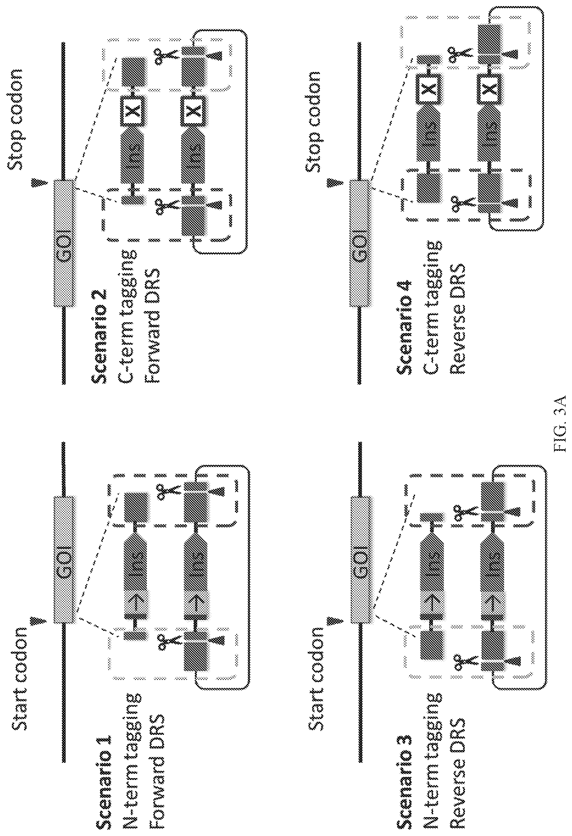 Patent US12325855 Figure 6 – Gene editing using homology-independent universal genome engineering technology