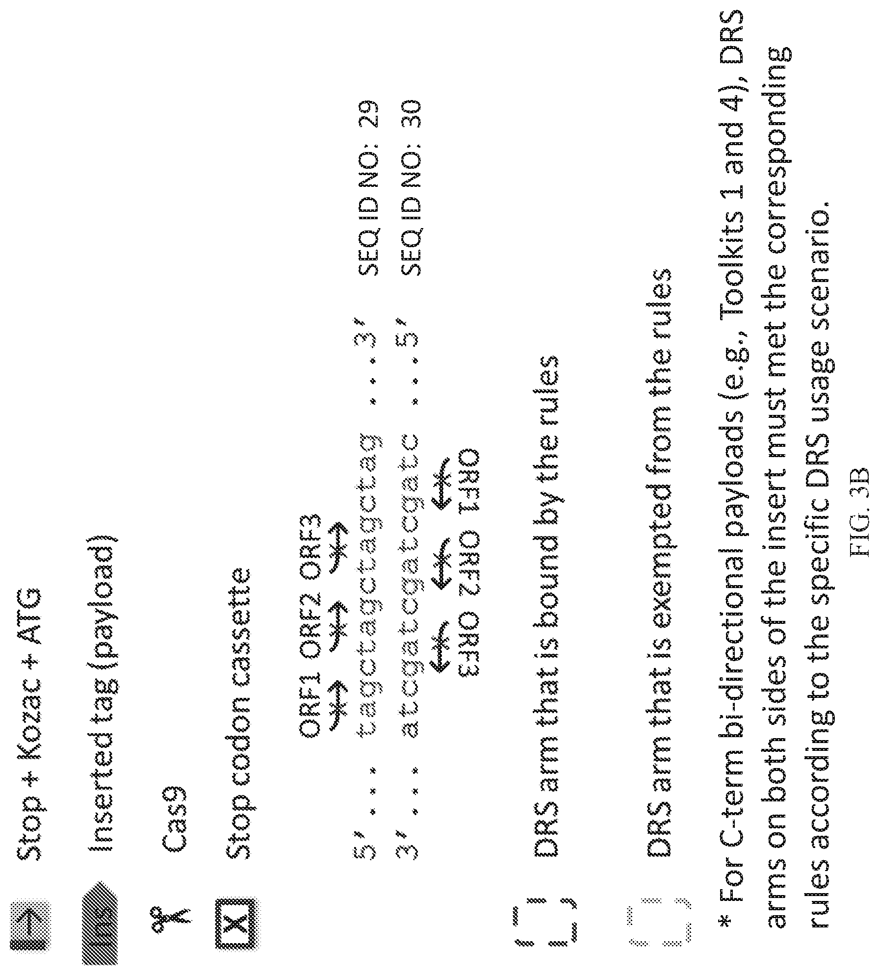Patent US12325855 Figure 7 – Gene editing using homology-independent universal genome engineering technology