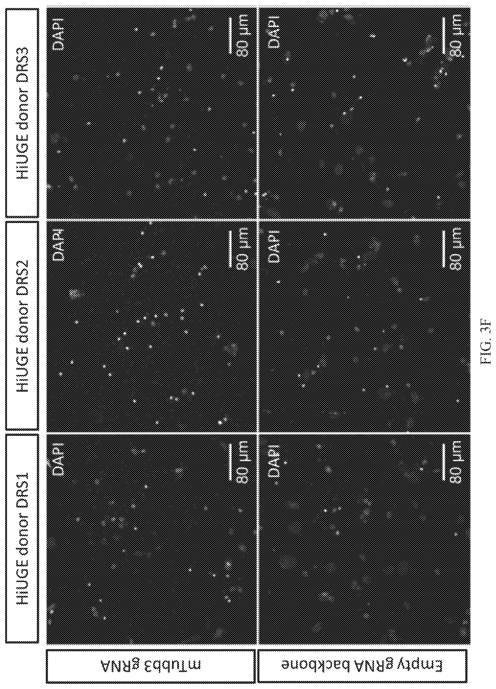 Patent US12325855 Figure 11 – Gene editing using homology-independent universal genome engineering technology