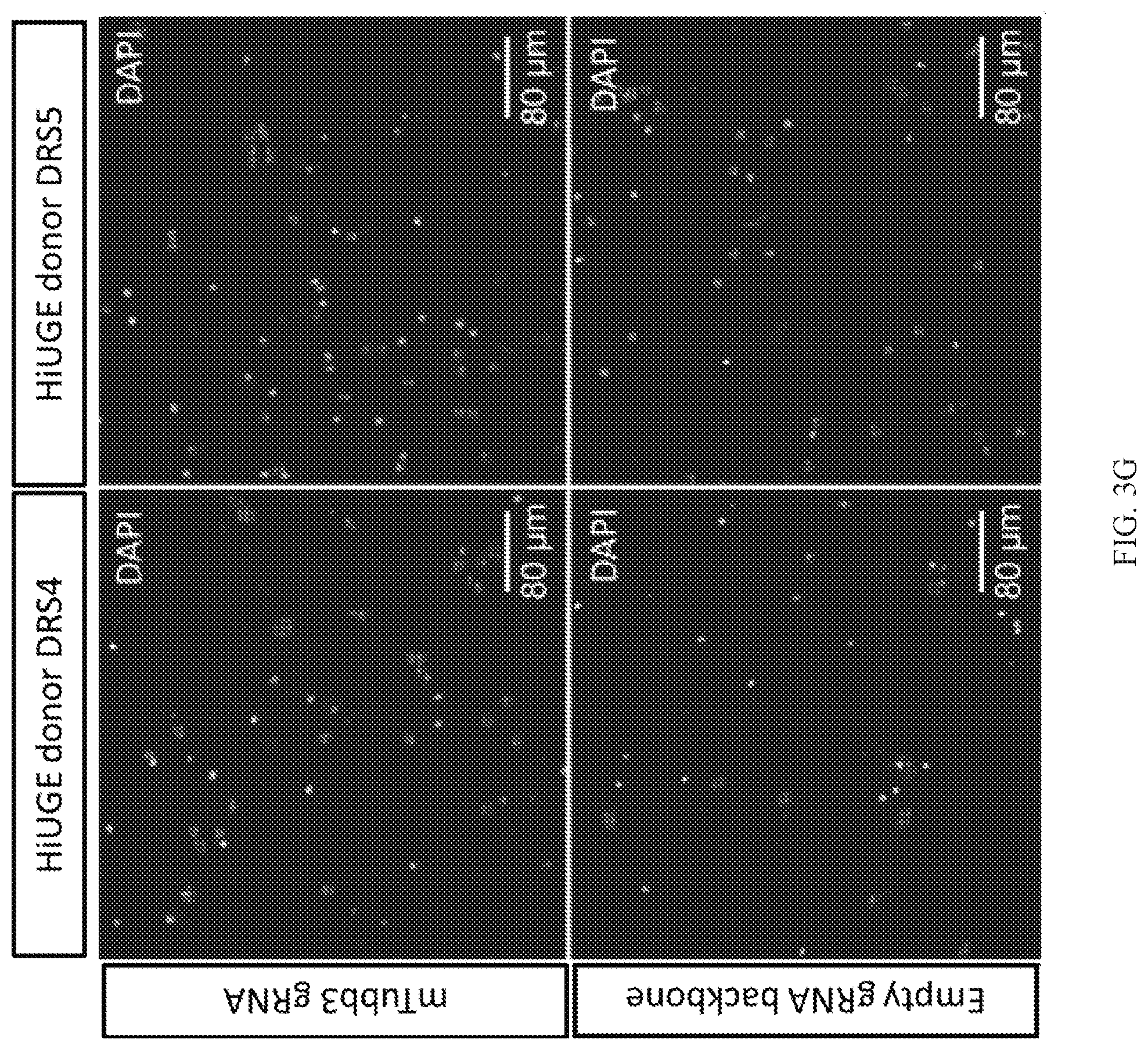 Patent US12325855 Figure 12 – Gene editing using homology-independent universal genome engineering technology
