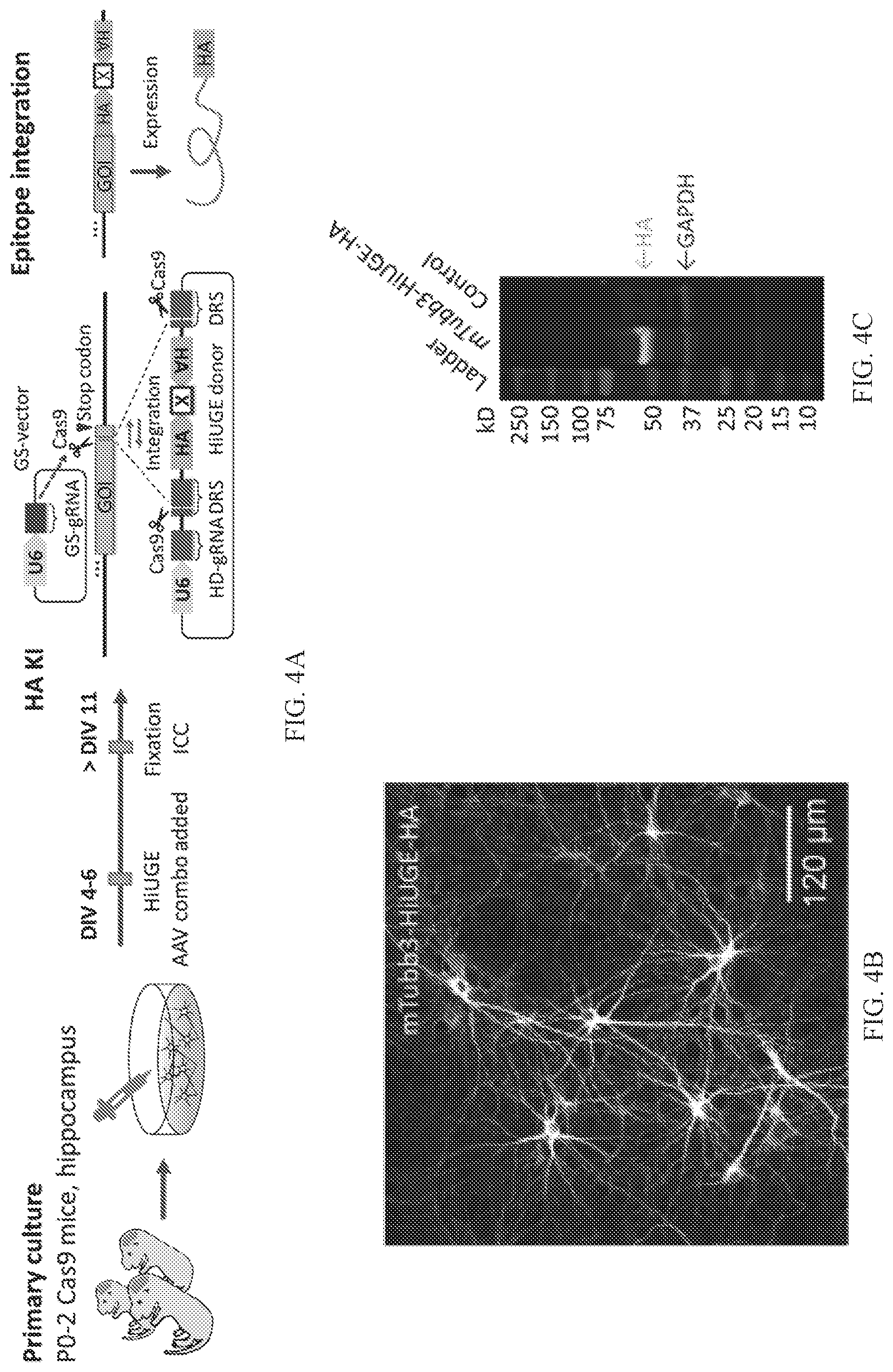 Patent US12325855 Figure 13 – Gene editing using homology-independent universal genome engineering technology