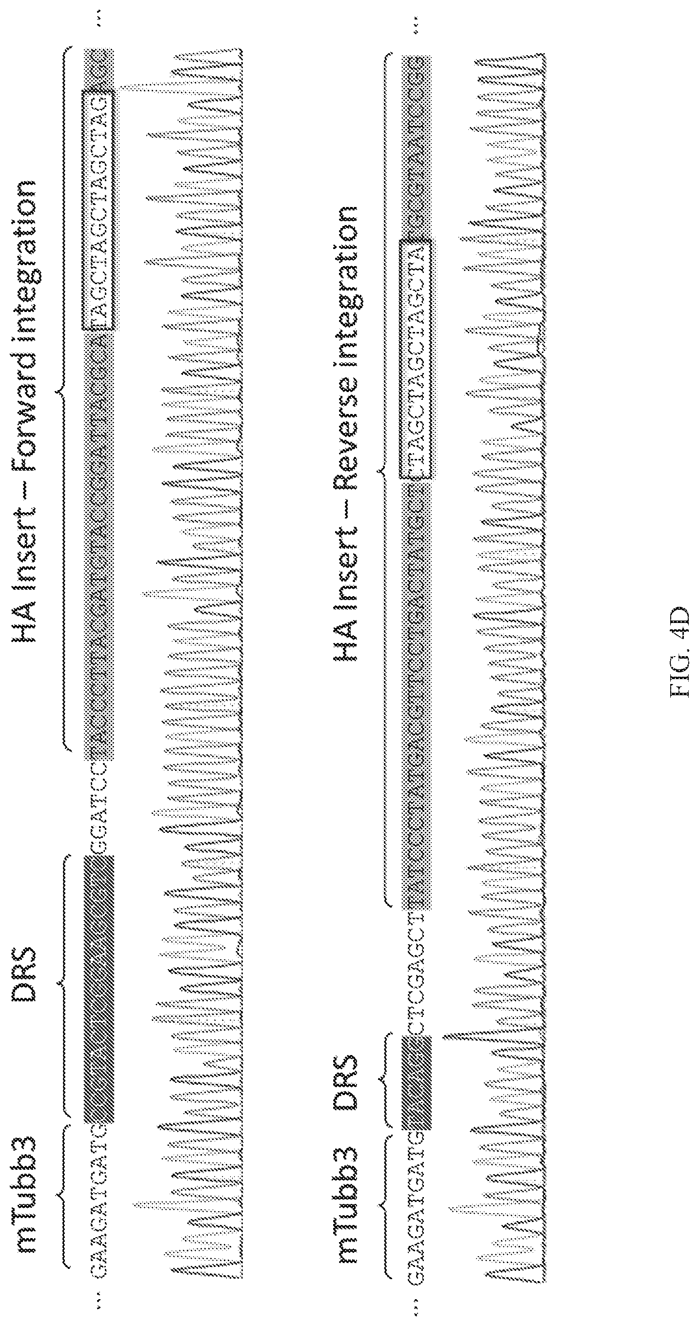 Patent US12325855 Figure 14 – Gene editing using homology-independent universal genome engineering technology
