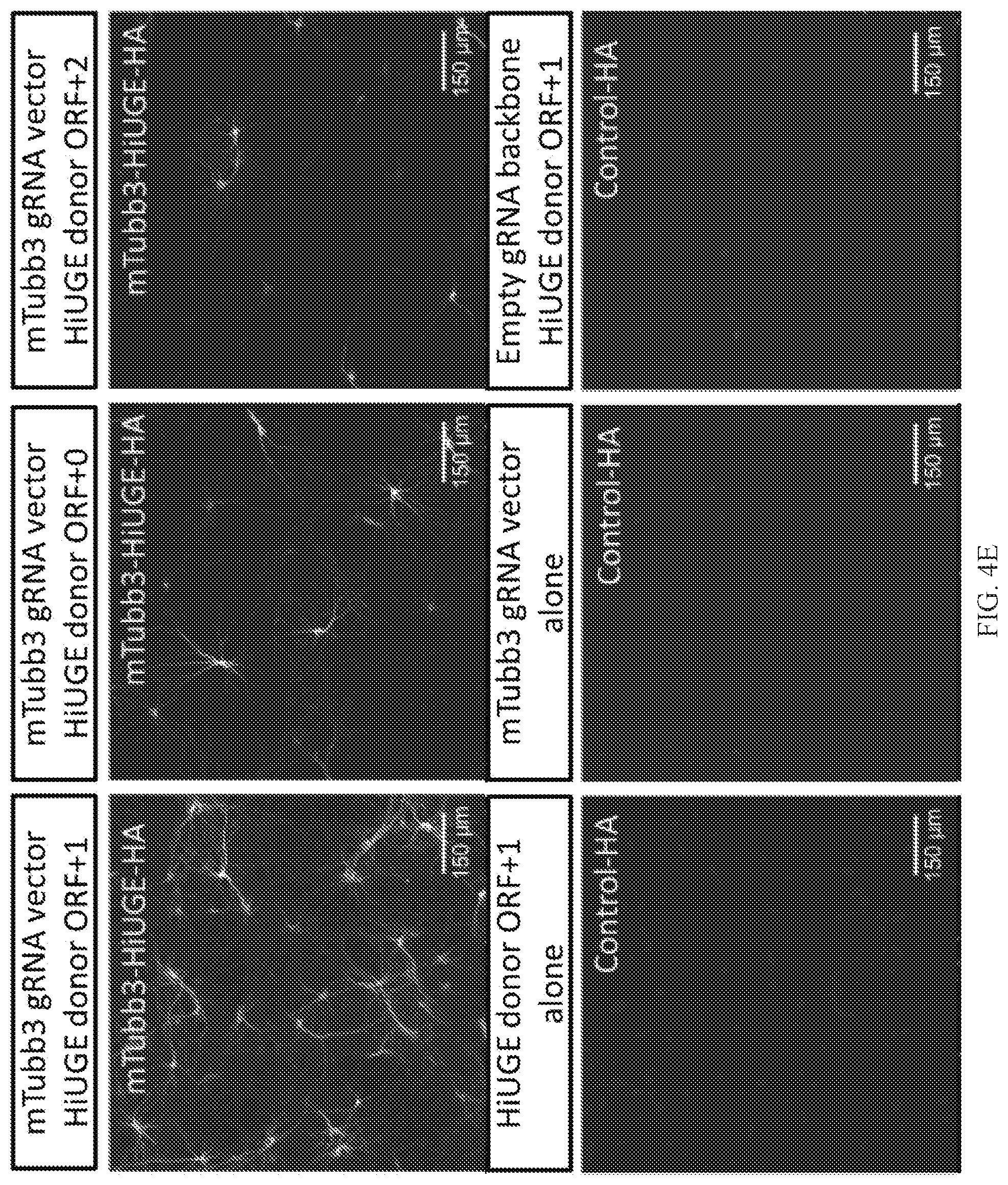Patent US12325855 Figure 15 – Gene editing using homology-independent universal genome engineering technology