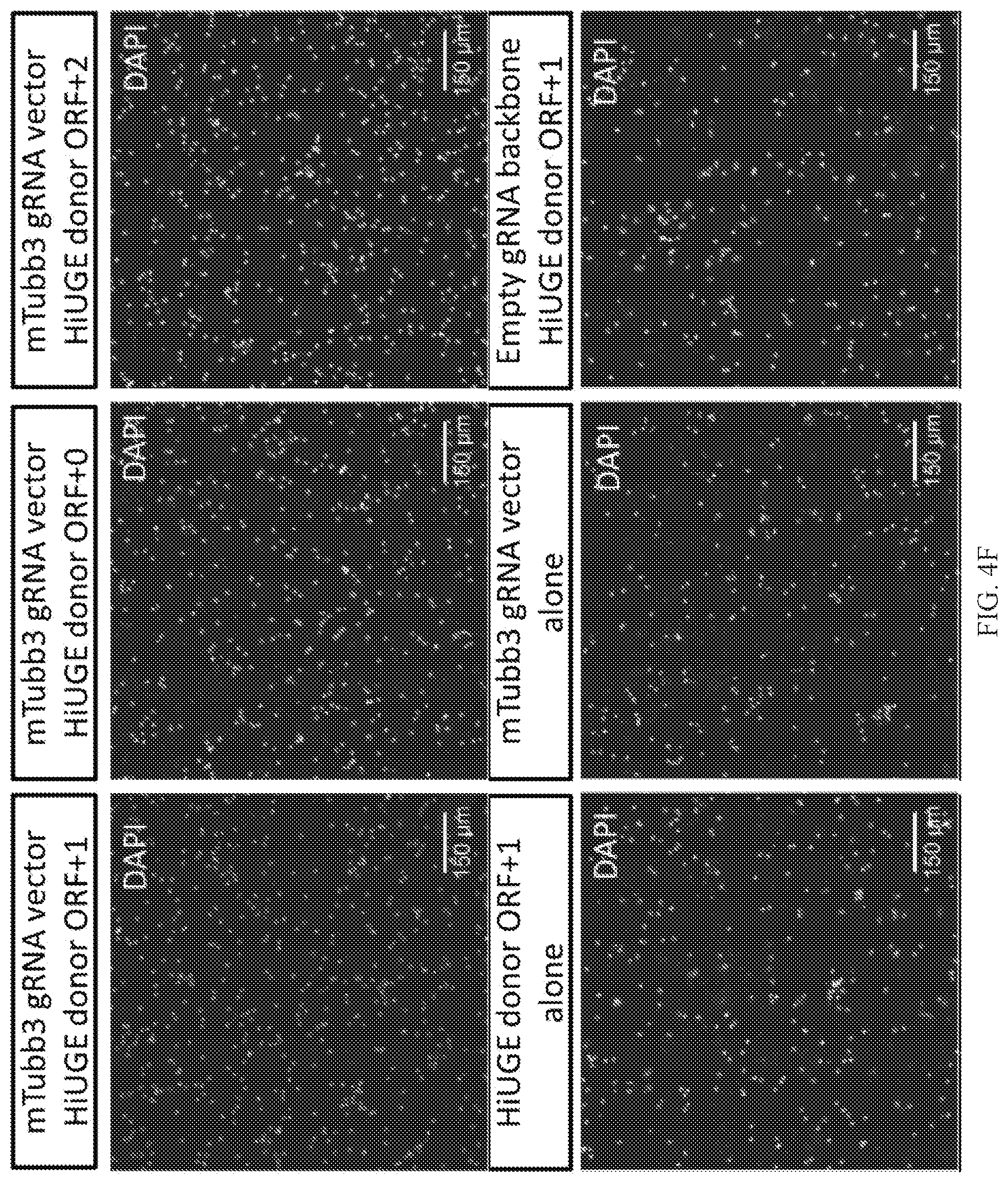 Patent US12325855 Figure 16 – Gene editing using homology-independent universal genome engineering technology