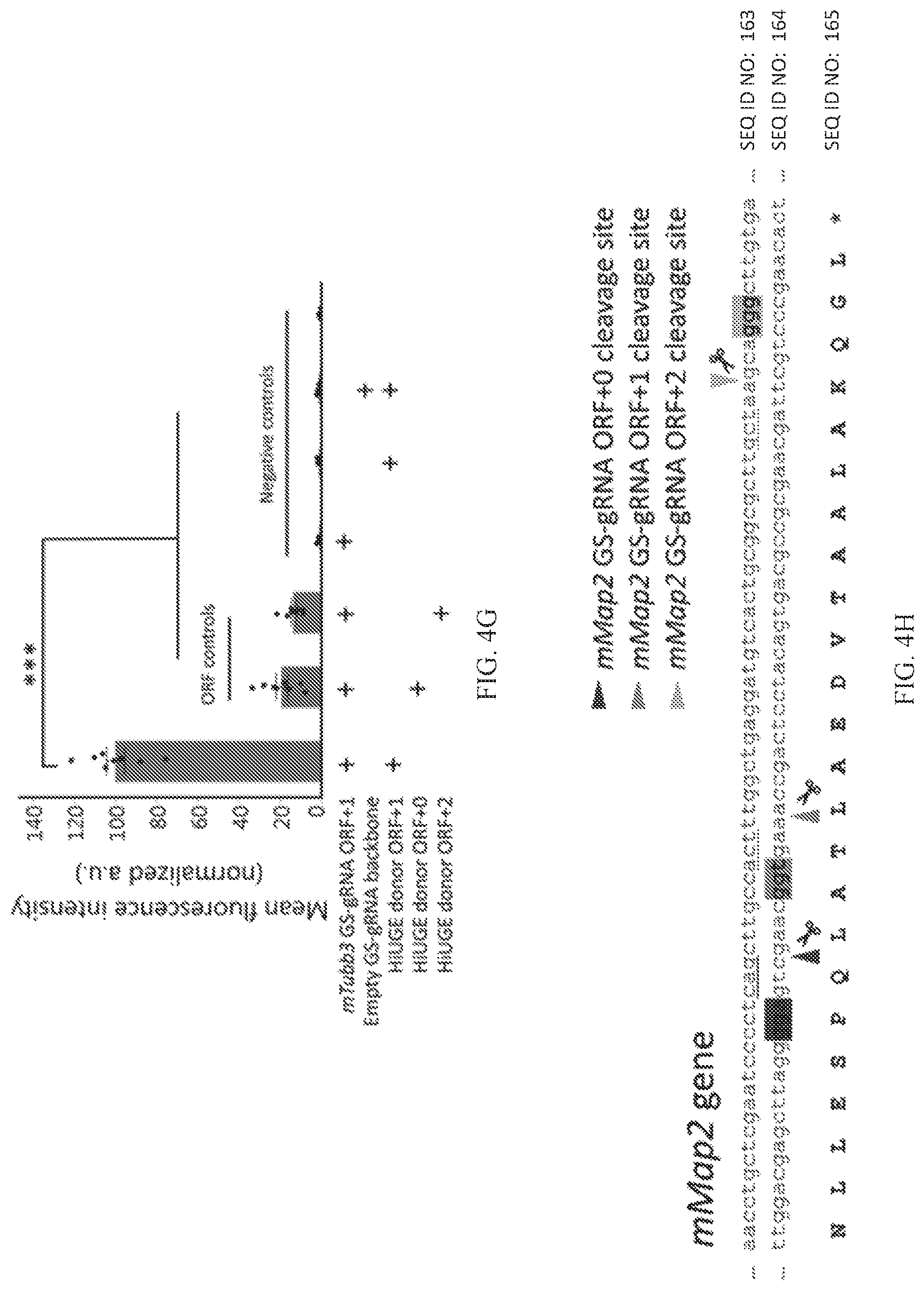 Patent US12325855 Figure 17 – Gene editing using homology-independent universal genome engineering technology
