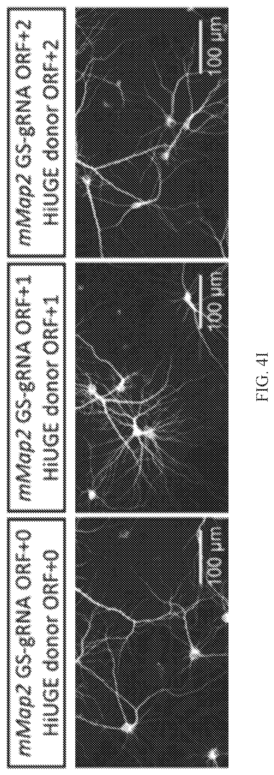 Patent US12325855 Figure 18 – Gene editing using homology-independent universal genome engineering technology