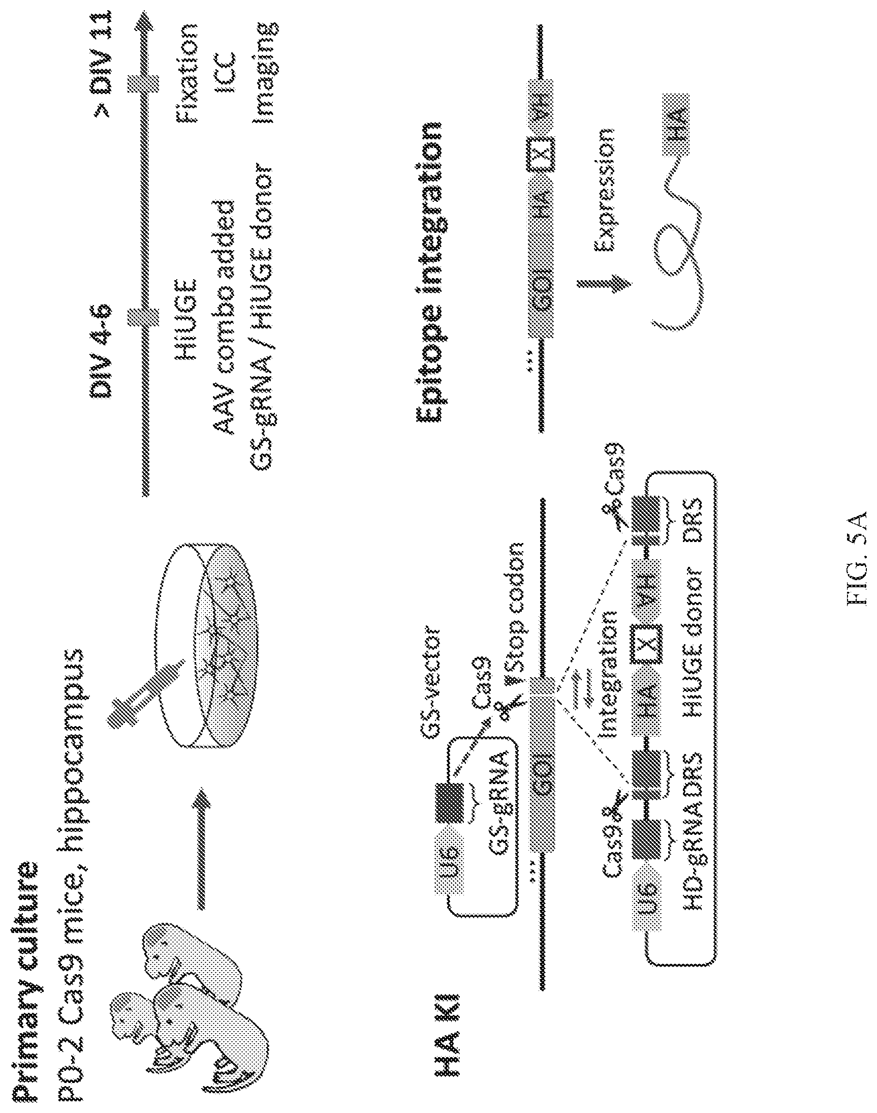 Patent US12325855 Figure 19 – Gene editing using homology-independent universal genome engineering technology