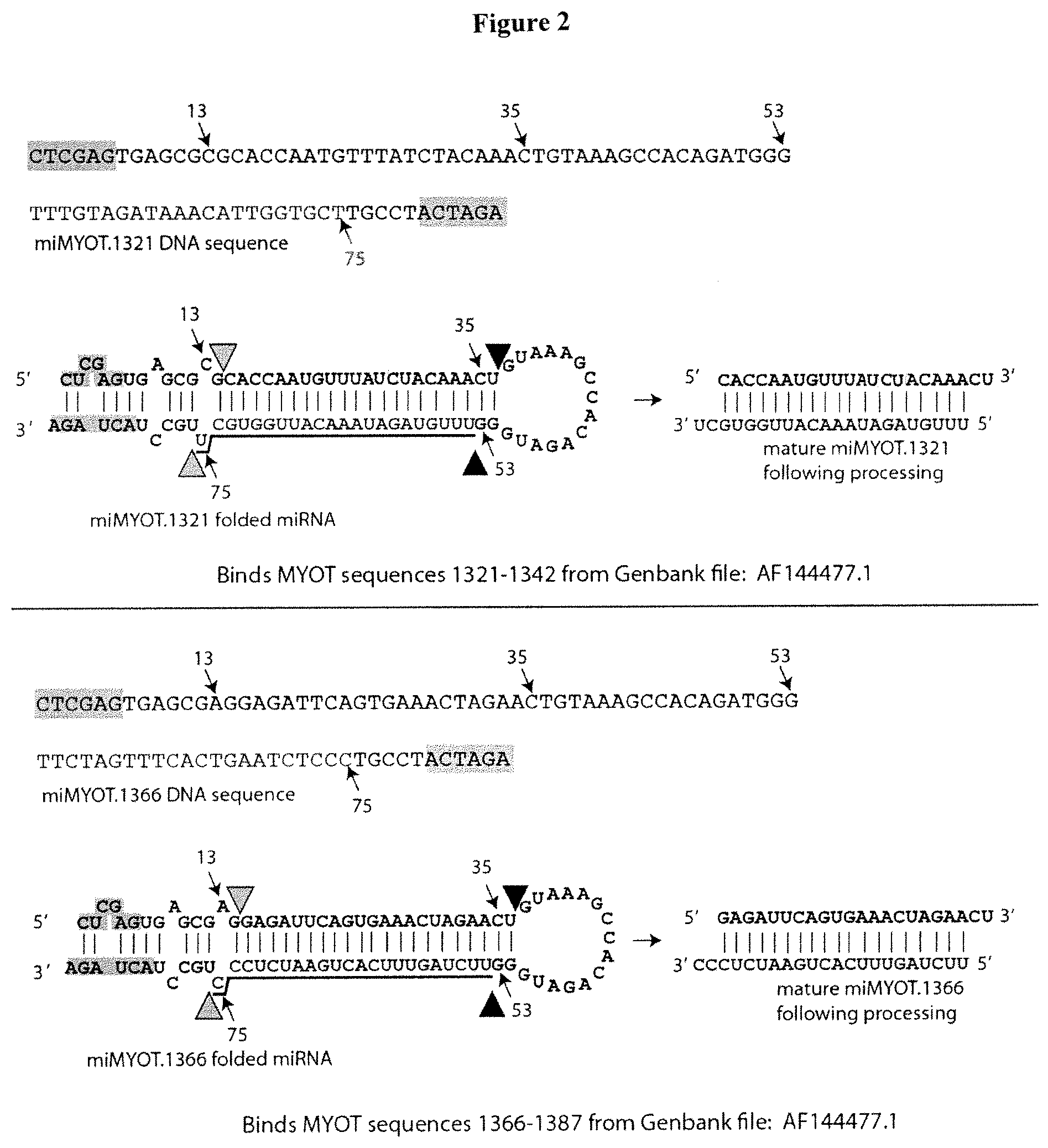 Patent US12325856 Figure 2 – Recombinant virus products and methods for inhibition of expression of myotilin
