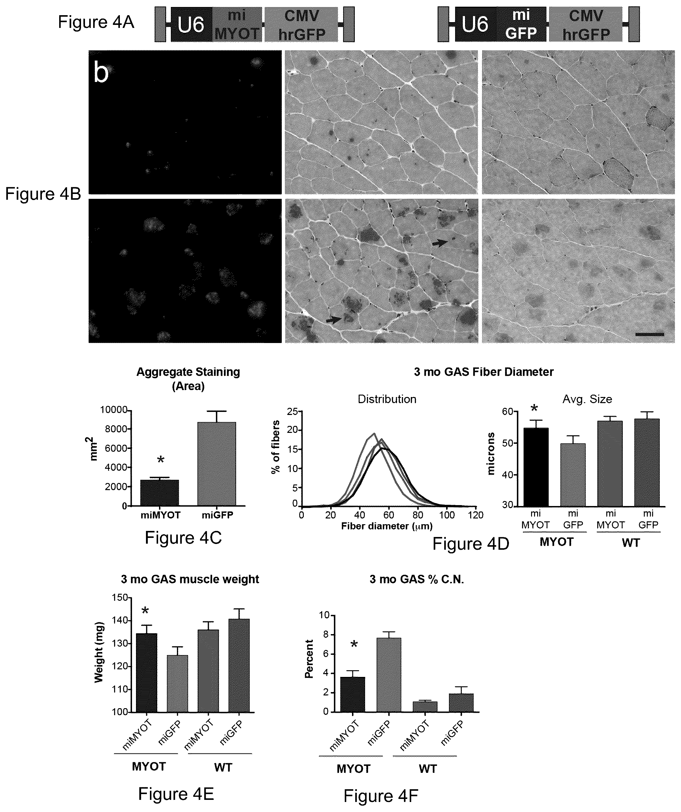 Patent US12325856 Figure 4 – Recombinant virus products and methods for inhibition of expression of myotilin