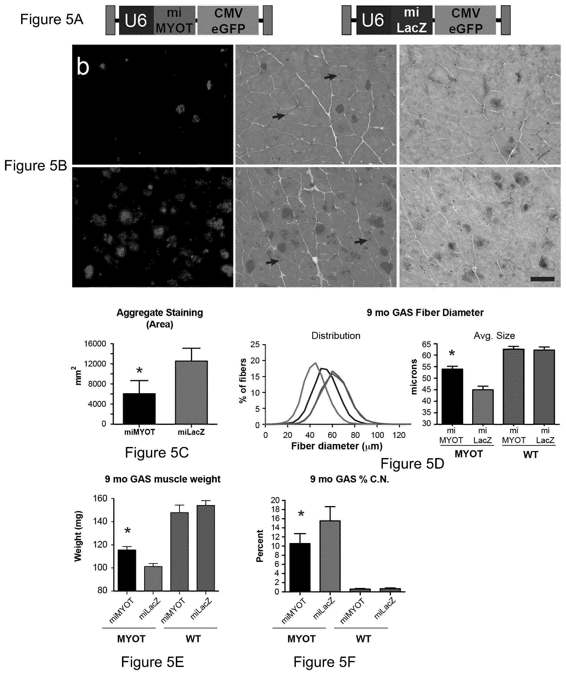Patent US12325856 Figure 5 – Recombinant virus products and methods for inhibition of expression of myotilin