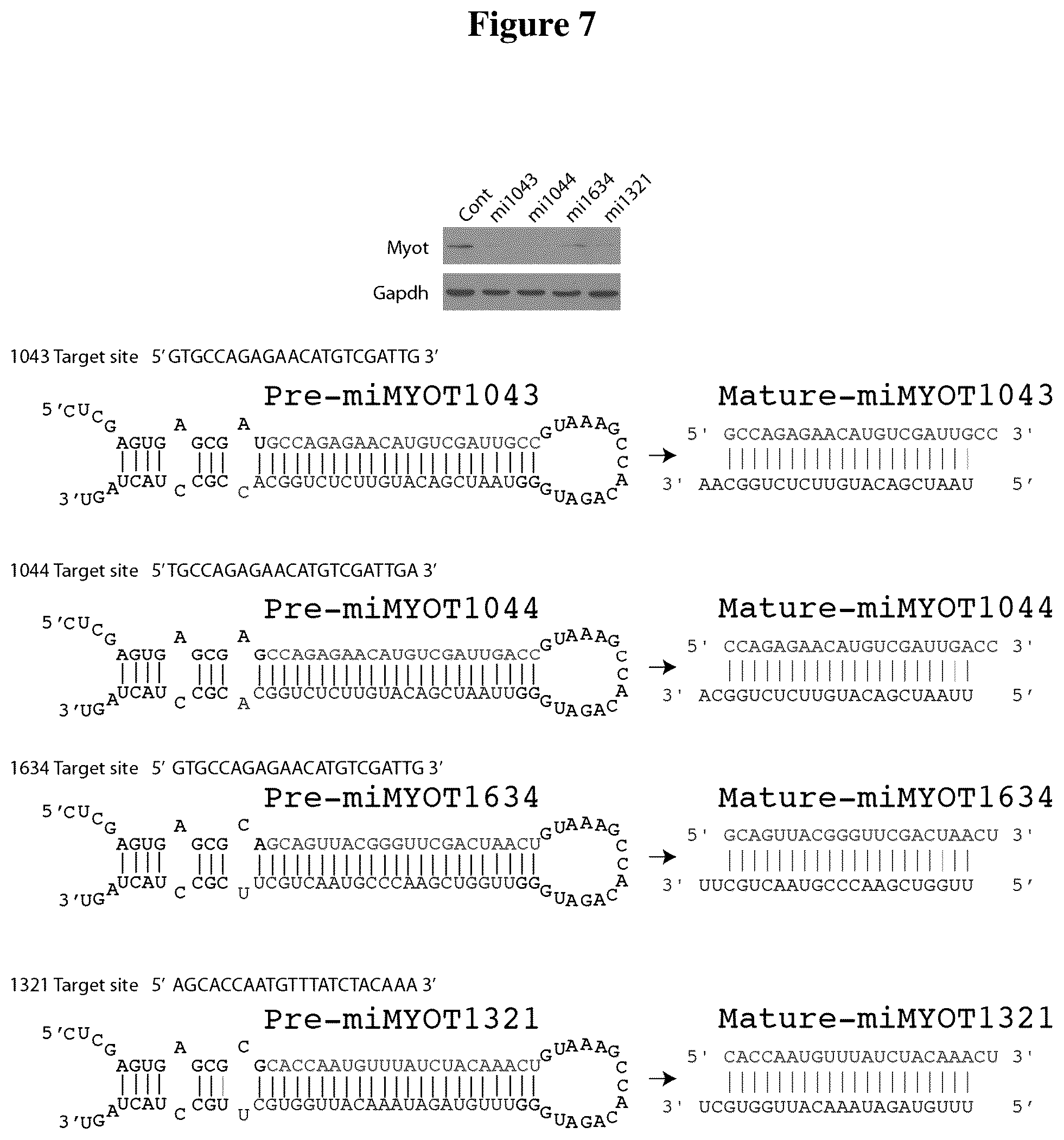 Patent US12325856 Figure 7 – Recombinant virus products and methods for inhibition of expression of myotilin
