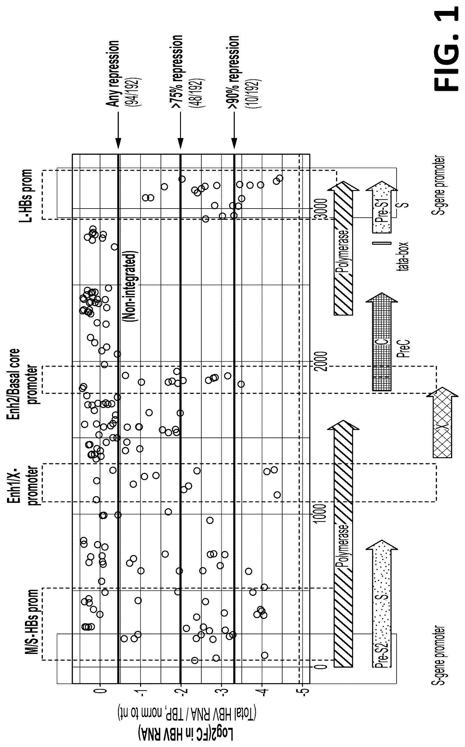 Patent US12325857 Figure 1 – Compositions, systems, and methods for regulation of Hepatitis b virus through targeted gene repression