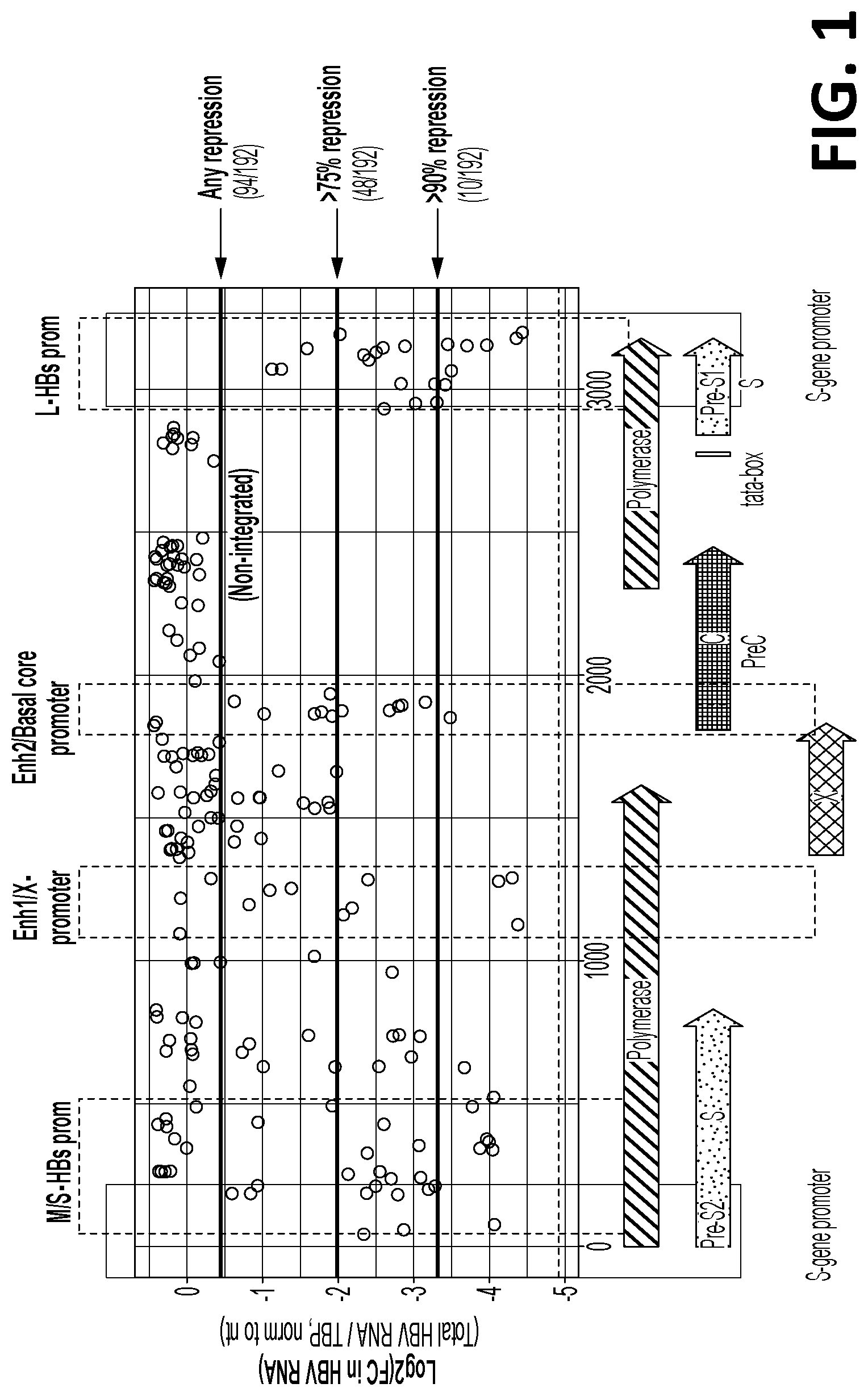 Patent US12325858 Figure 1 – Compositions, systems, and methods for regulation of Hepatitis B virus through targeted gene repression