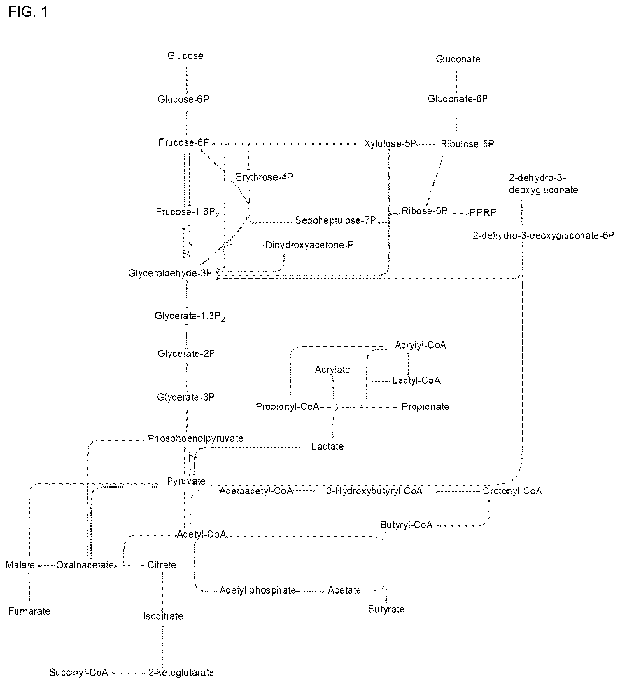 Patent US12325859 — Microbial approach for the production of long chain compounds — Figure 1