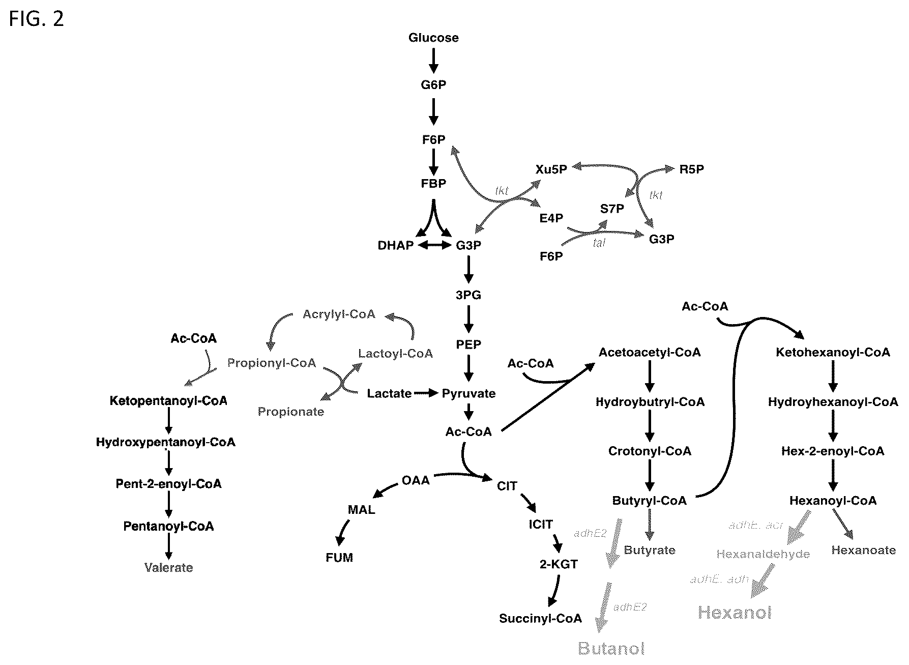 Patent US12325859 Figure 2 – Microbial approach for the production of long chain compounds