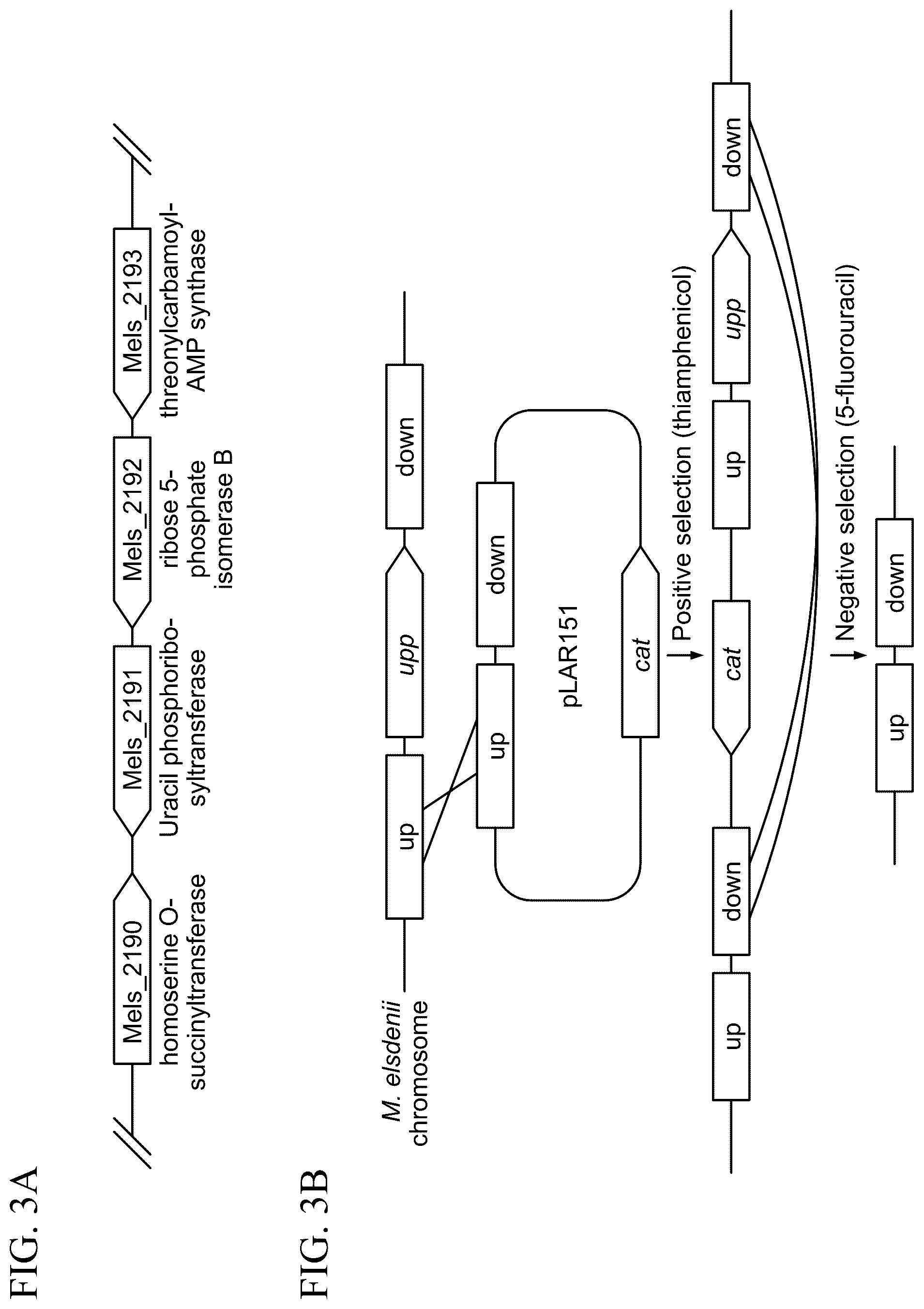Patent US12325859 Figure 3 – Microbial approach for the production of long chain compounds