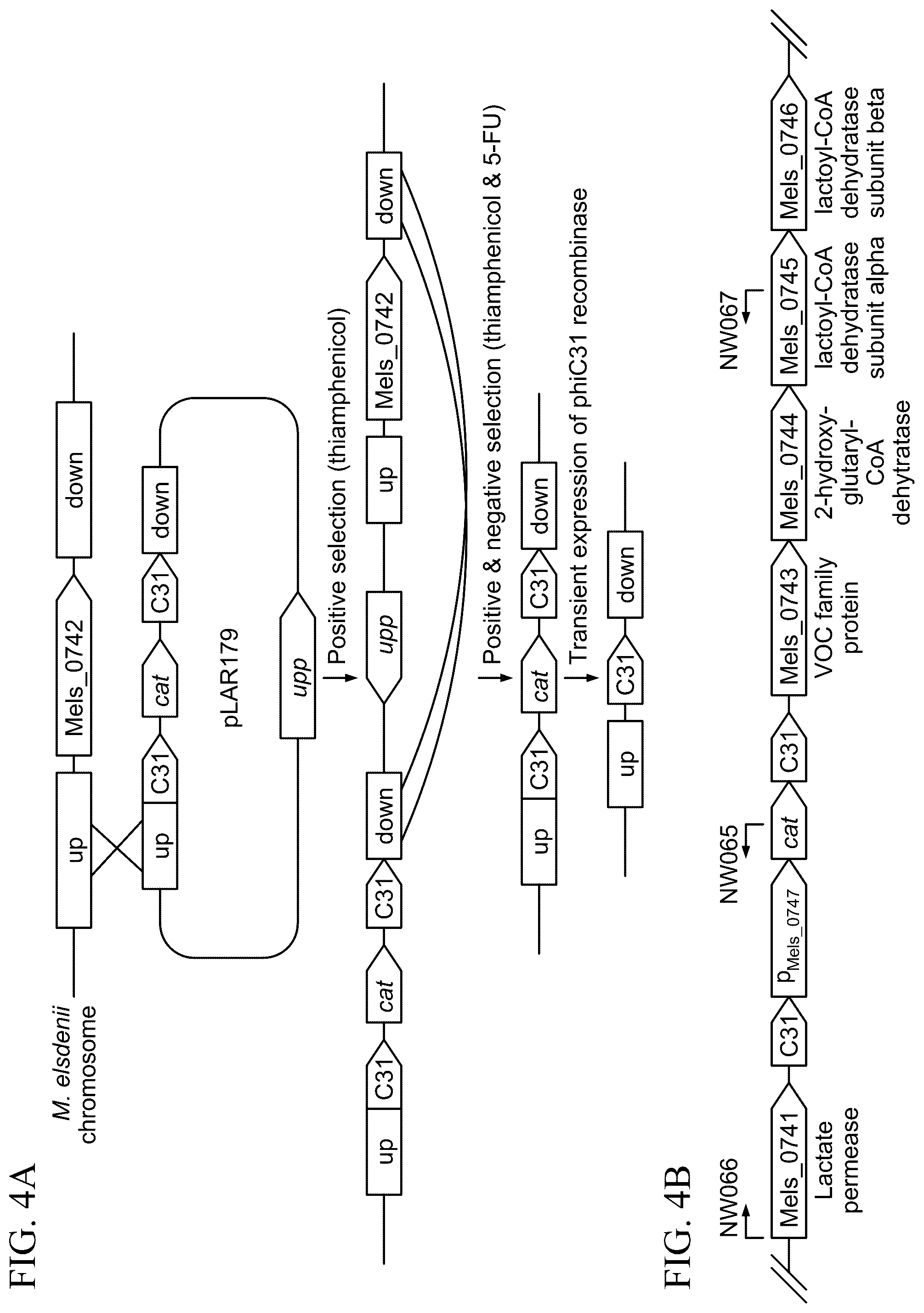 Patent US12325859 Figure 4 – Microbial approach for the production of long chain compounds
