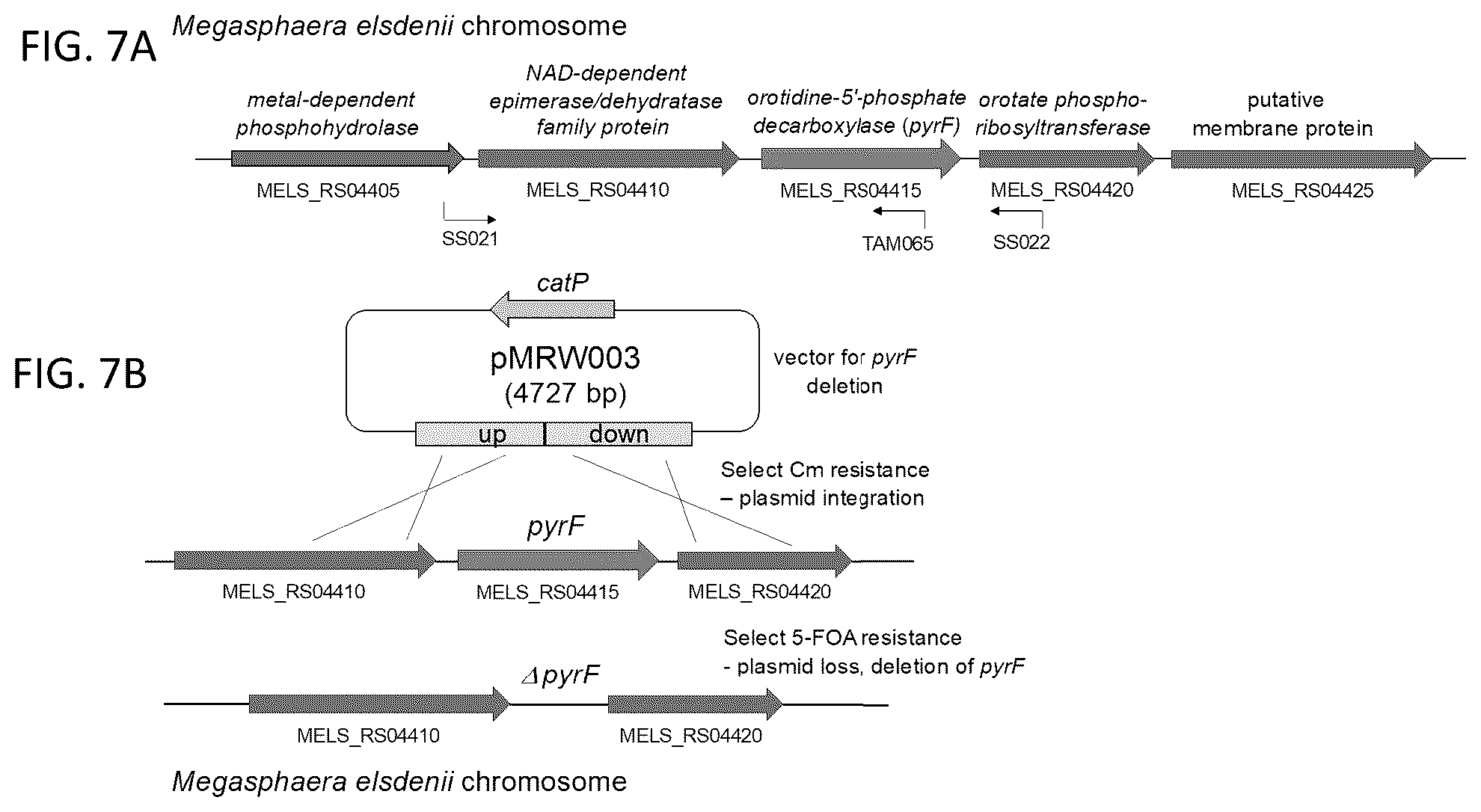 Patent US12325859 Figure 8 – Microbial approach for the production of long chain compounds