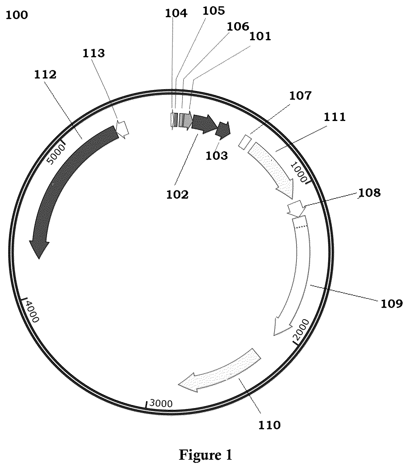 Patent US12325860 Figure 1 – Bacterial expression vector for enhanced protein secretion