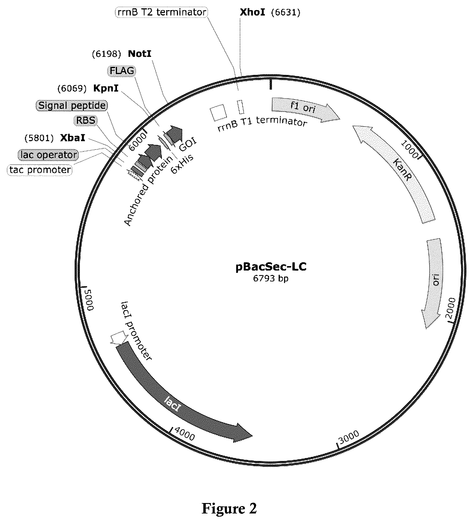 Patent US12325860 Figure 2 – Bacterial expression vector for enhanced protein secretion