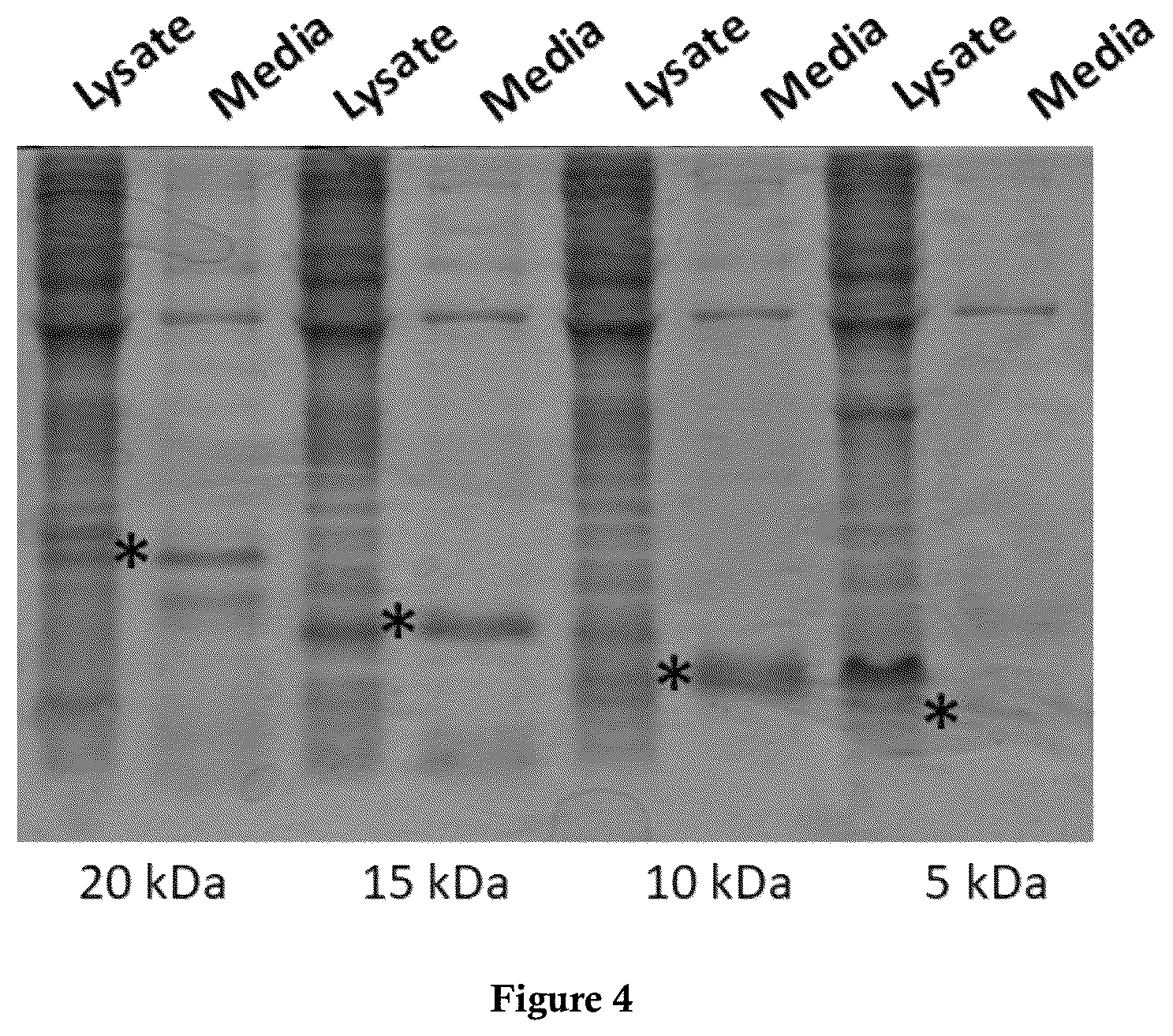 Patent US12325860 Figure 4 – Bacterial expression vector for enhanced protein secretion