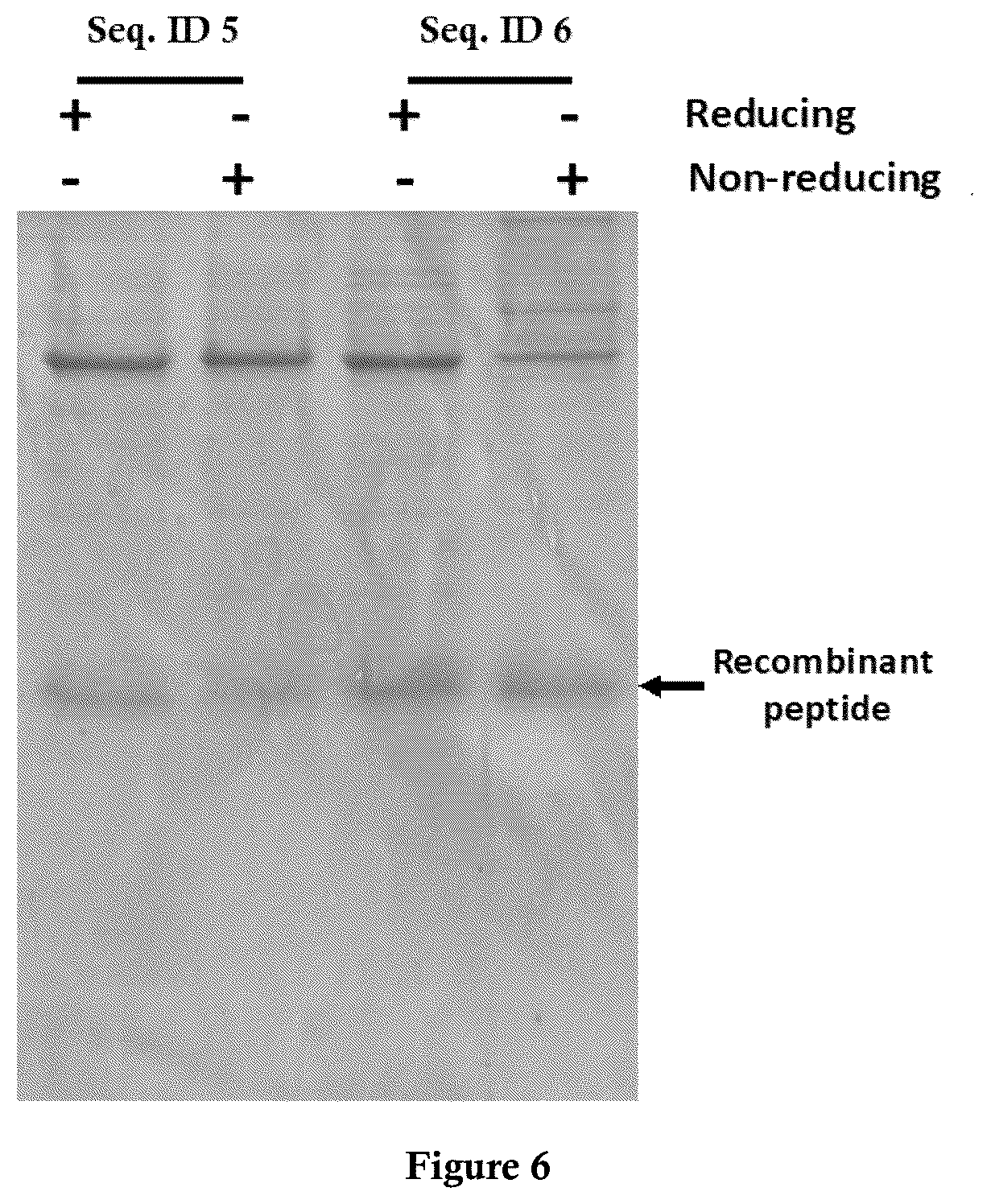 Patent US12325860 Figure 6 – Bacterial expression vector for enhanced protein secretion
