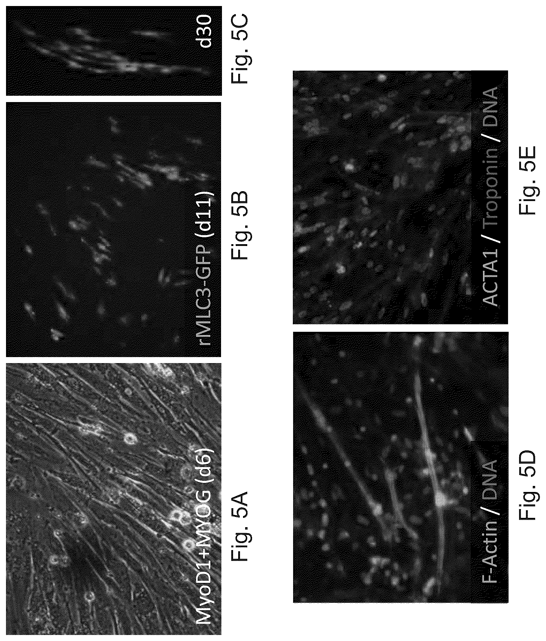 Patent US12325866 Figure 6 – Systems and methods for growing cells in vitro
