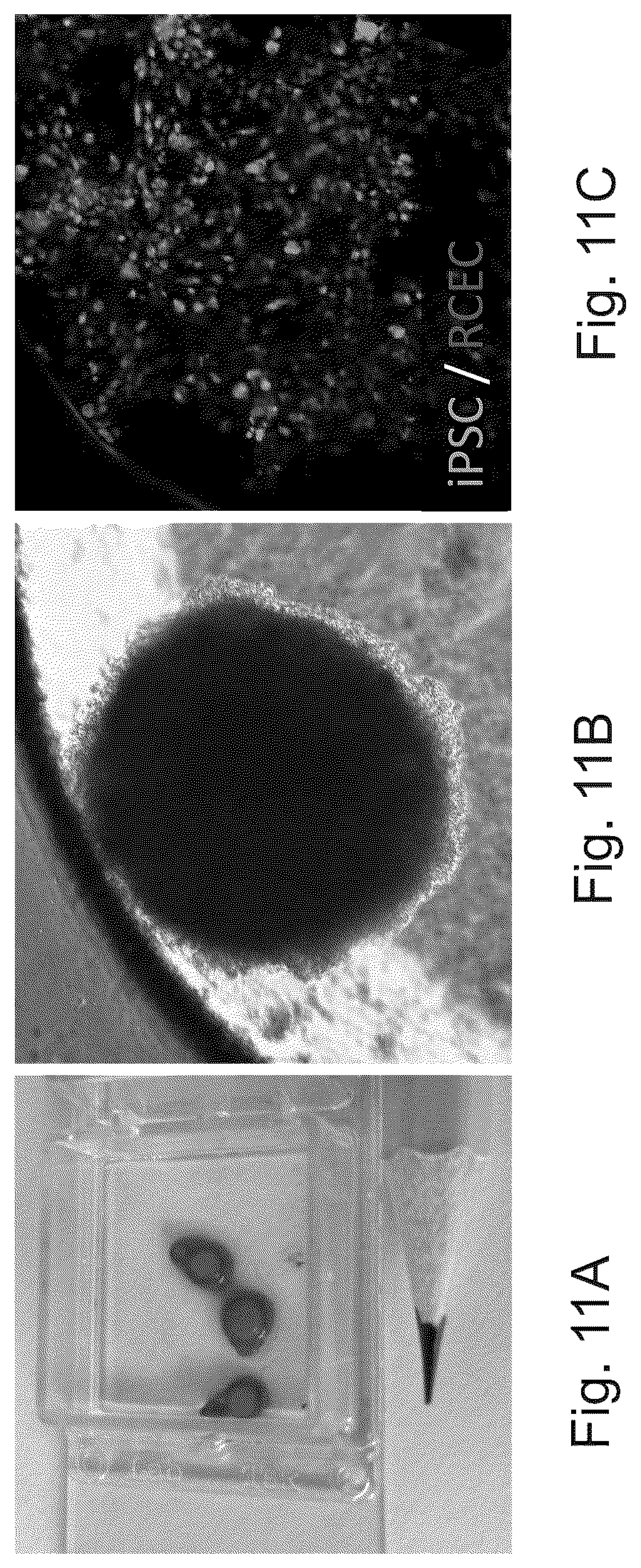 Patent US12325866 Figure 13 – Systems and methods for growing cells in vitro