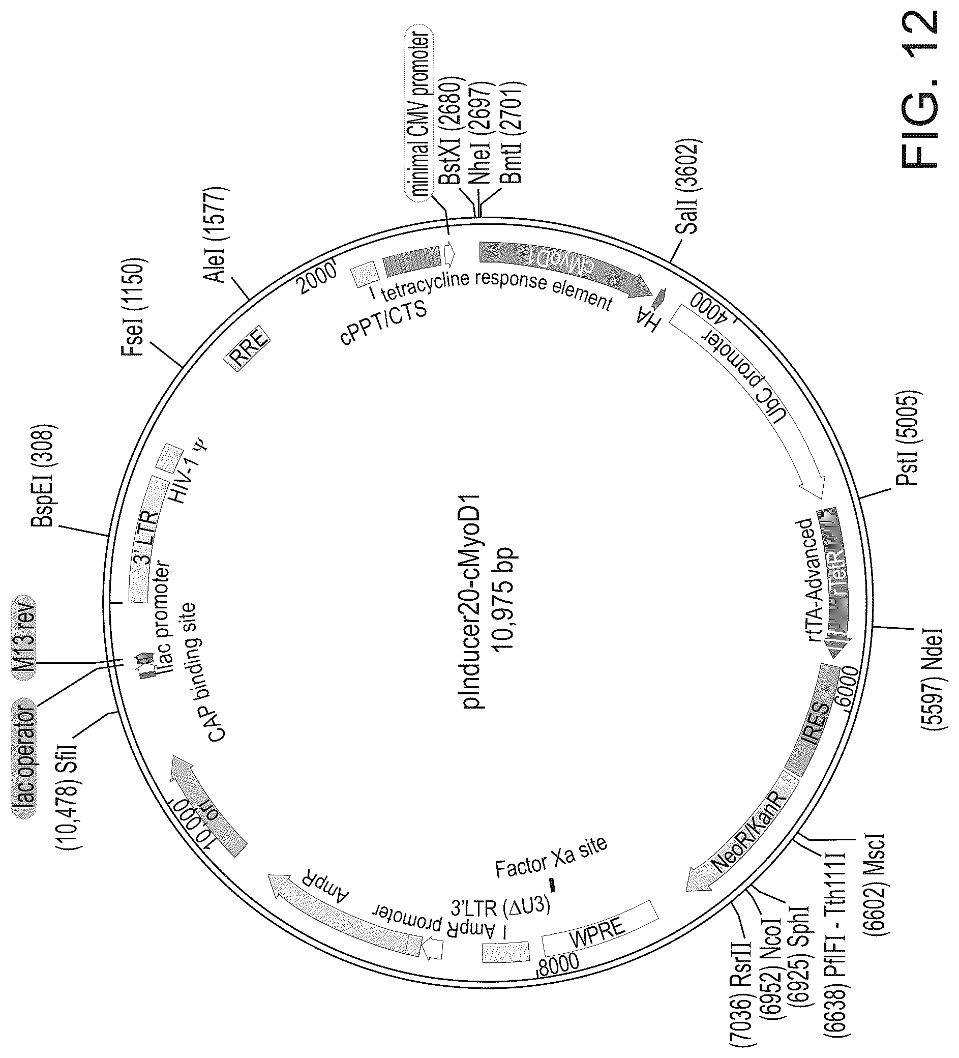 Patent US12325866 Figure 14 – Systems and methods for growing cells in vitro
