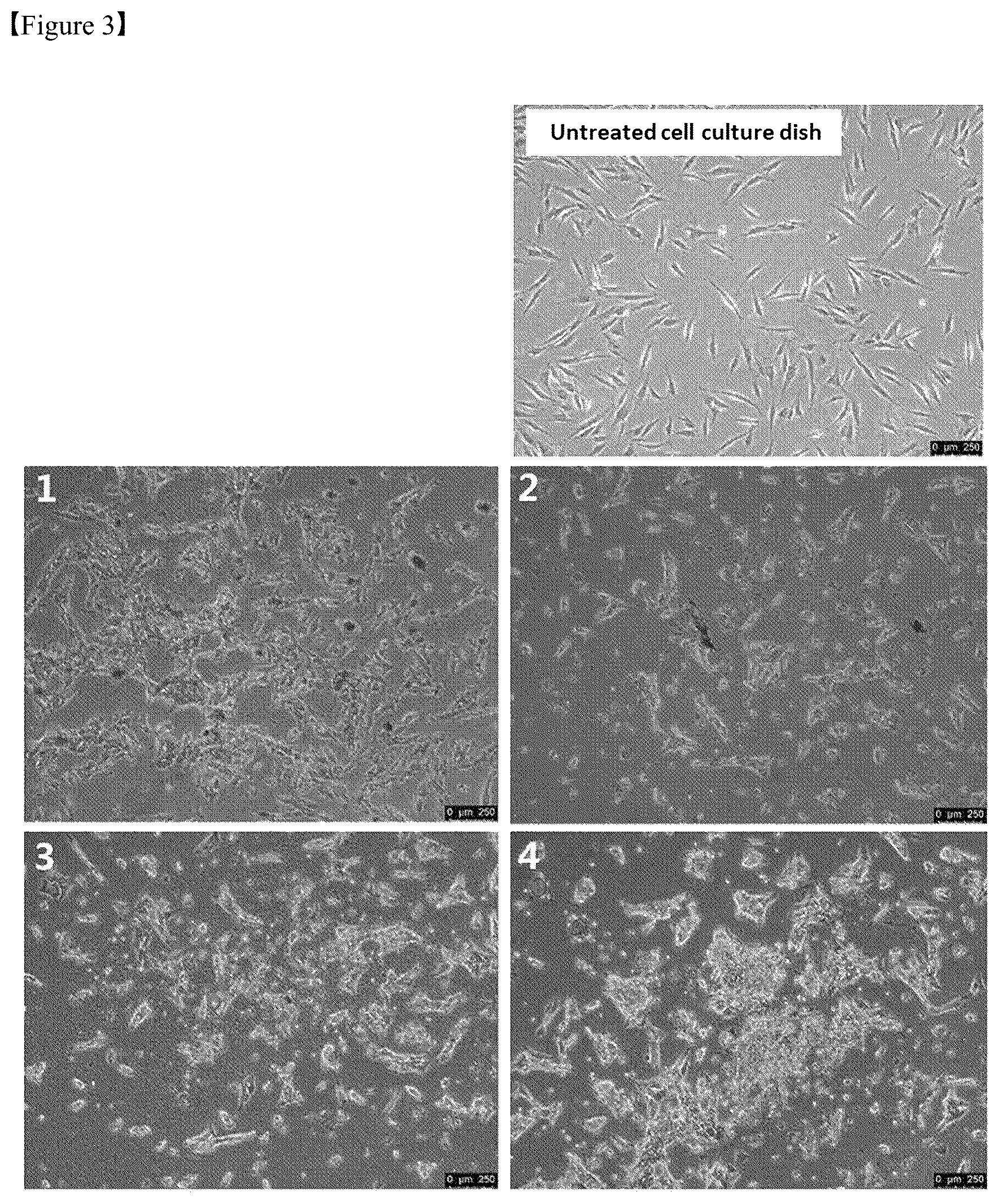 Patent US12325867 Figure 3 – Organoid produced using carrier for cell culture, and method for evaluating drug toxicity using same