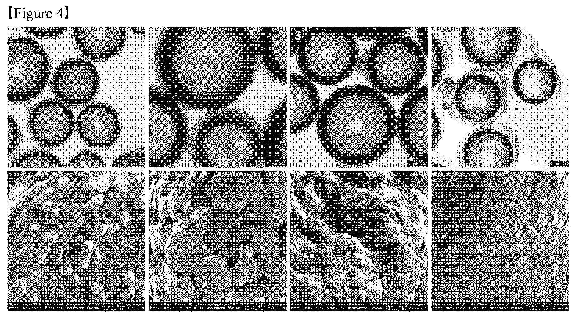 Patent US12325867 Figure 4 – Organoid produced using carrier for cell culture, and method for evaluating drug toxicity using same
