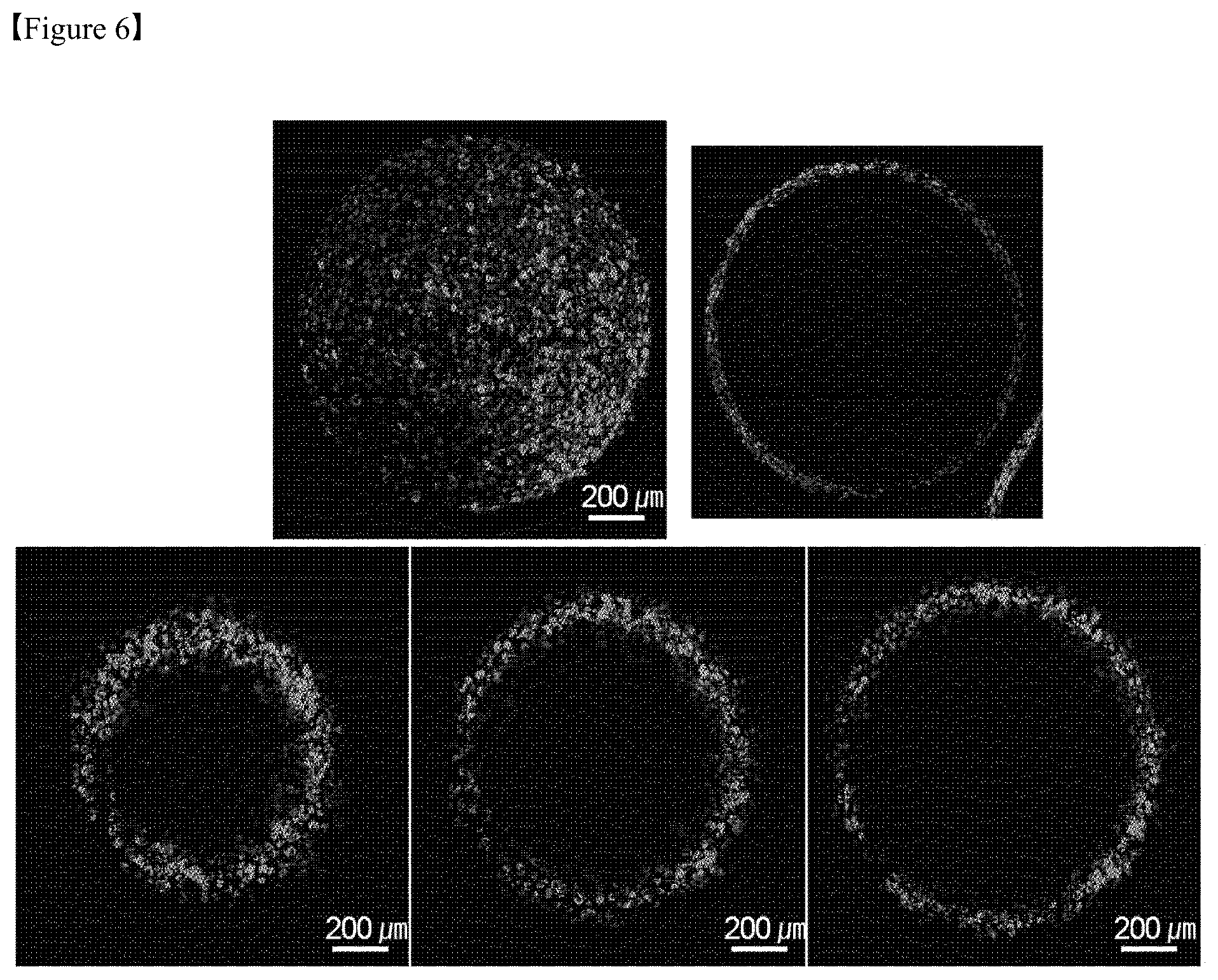 Patent US12325867 Figure 6 – Organoid produced using carrier for cell culture, and method for evaluating drug toxicity using same