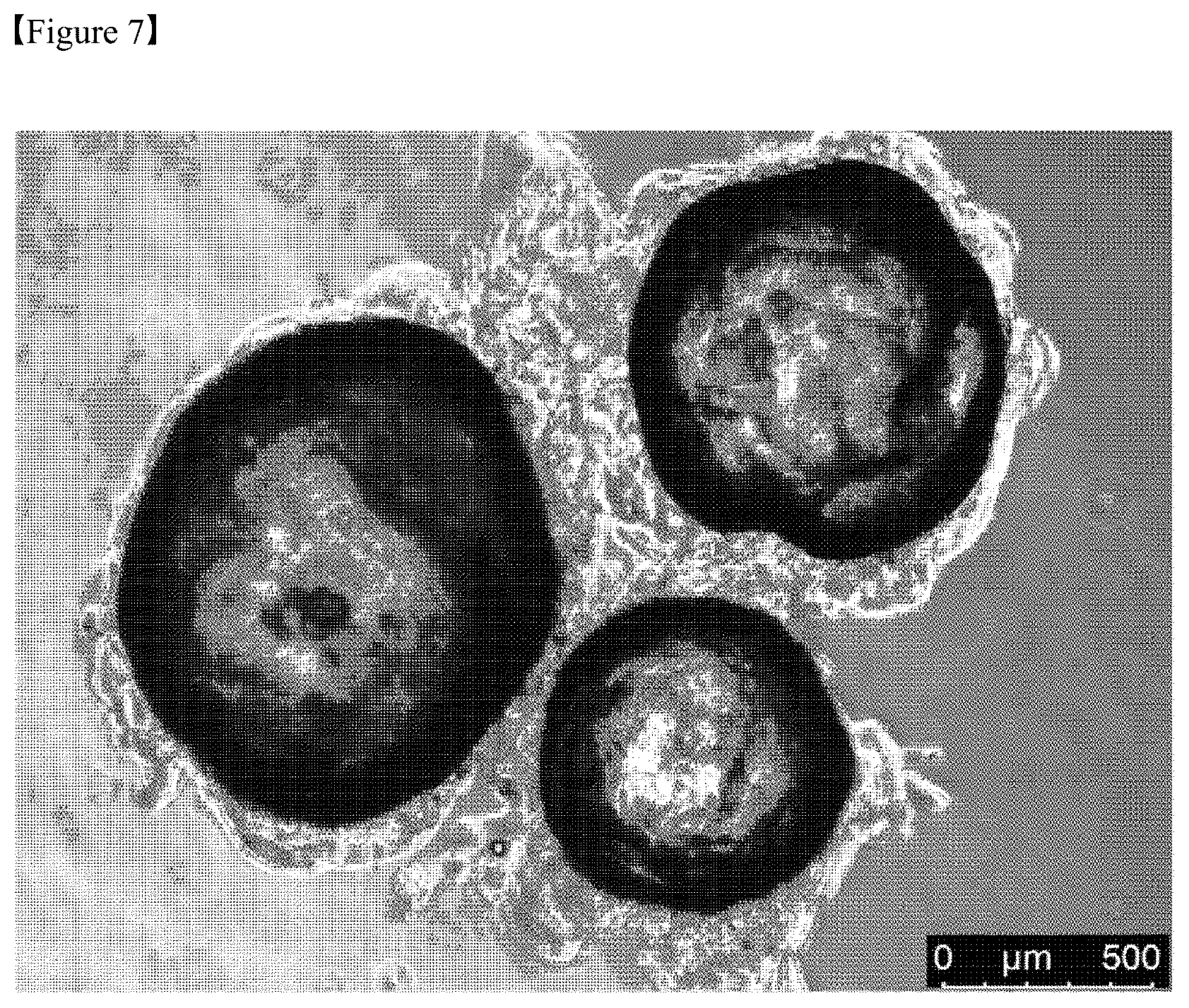 Patent US12325867 Figure 7 – Organoid produced using carrier for cell culture, and method for evaluating drug toxicity using same