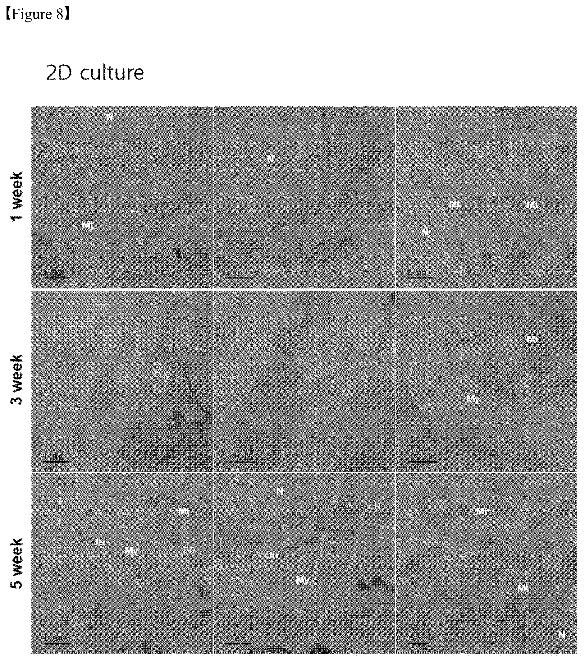 Patent US12325867 Figure 8 – Organoid produced using carrier for cell culture, and method for evaluating drug toxicity using same