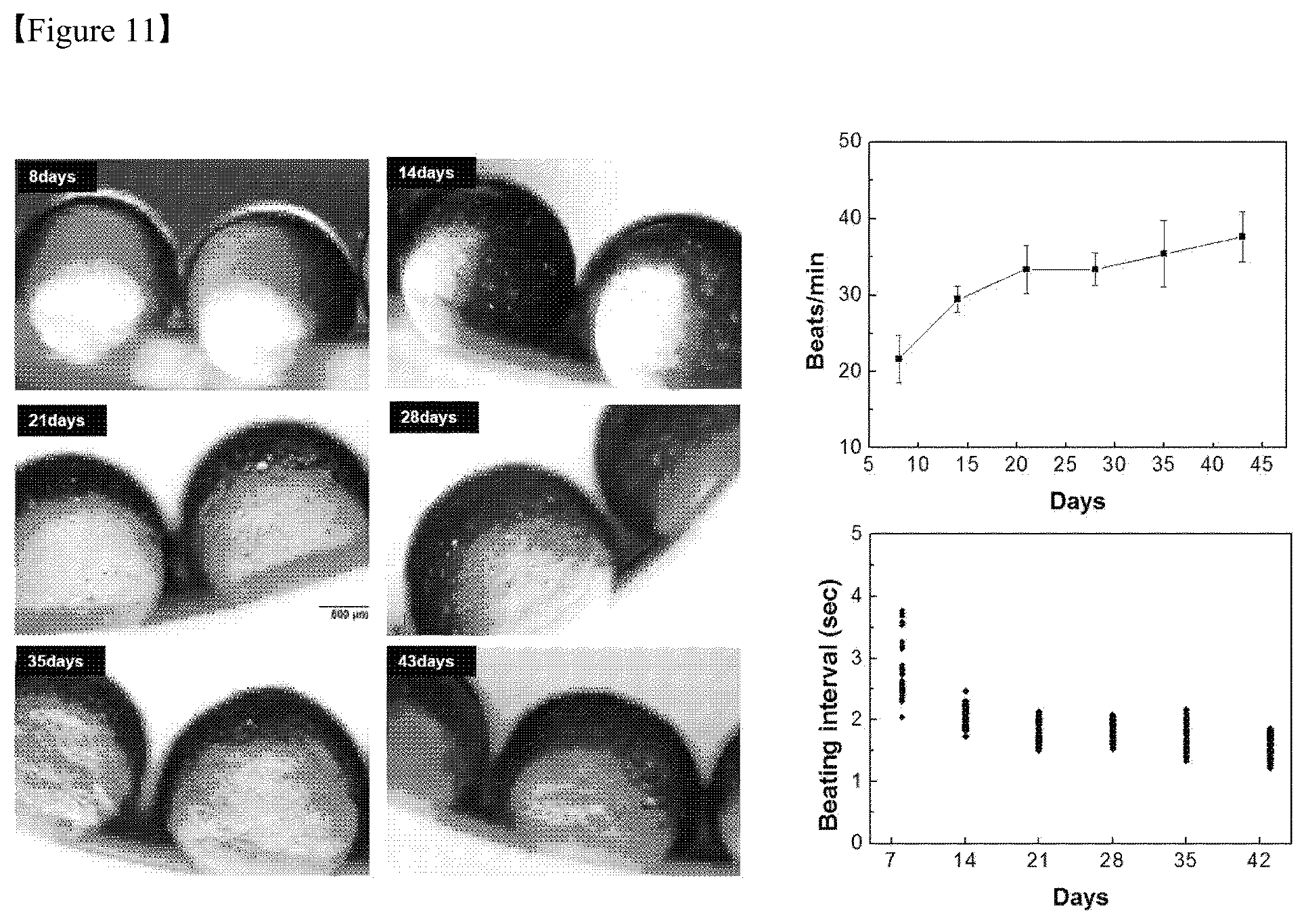 Patent US12325867 Figure 11 – Organoid produced using carrier for cell culture, and method for evaluating drug toxicity using same