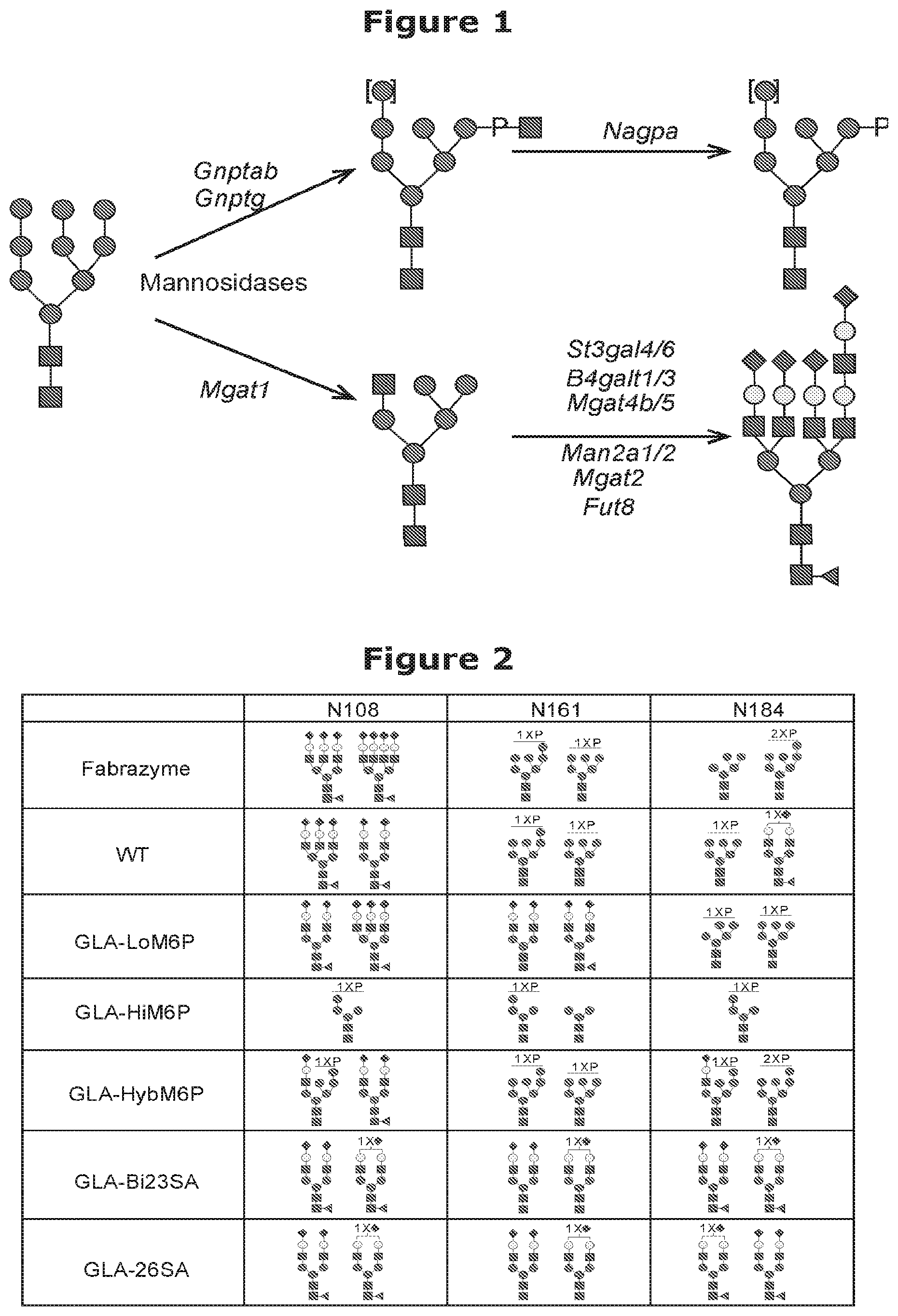 Patent US12325871 Figure 1 – Lysosomal enzymes modified by cell based glycoengineering