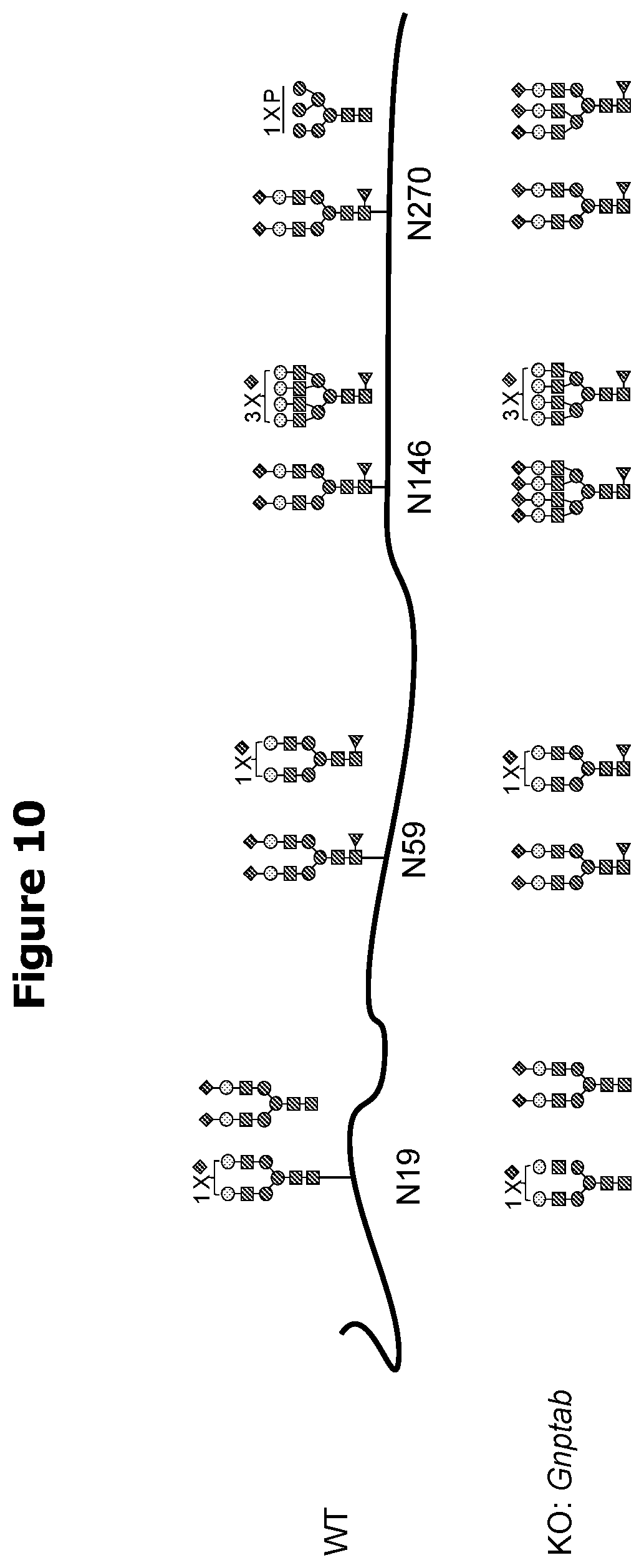 Patent US12325871 Figure 9 – Lysosomal enzymes modified by cell based glycoengineering
