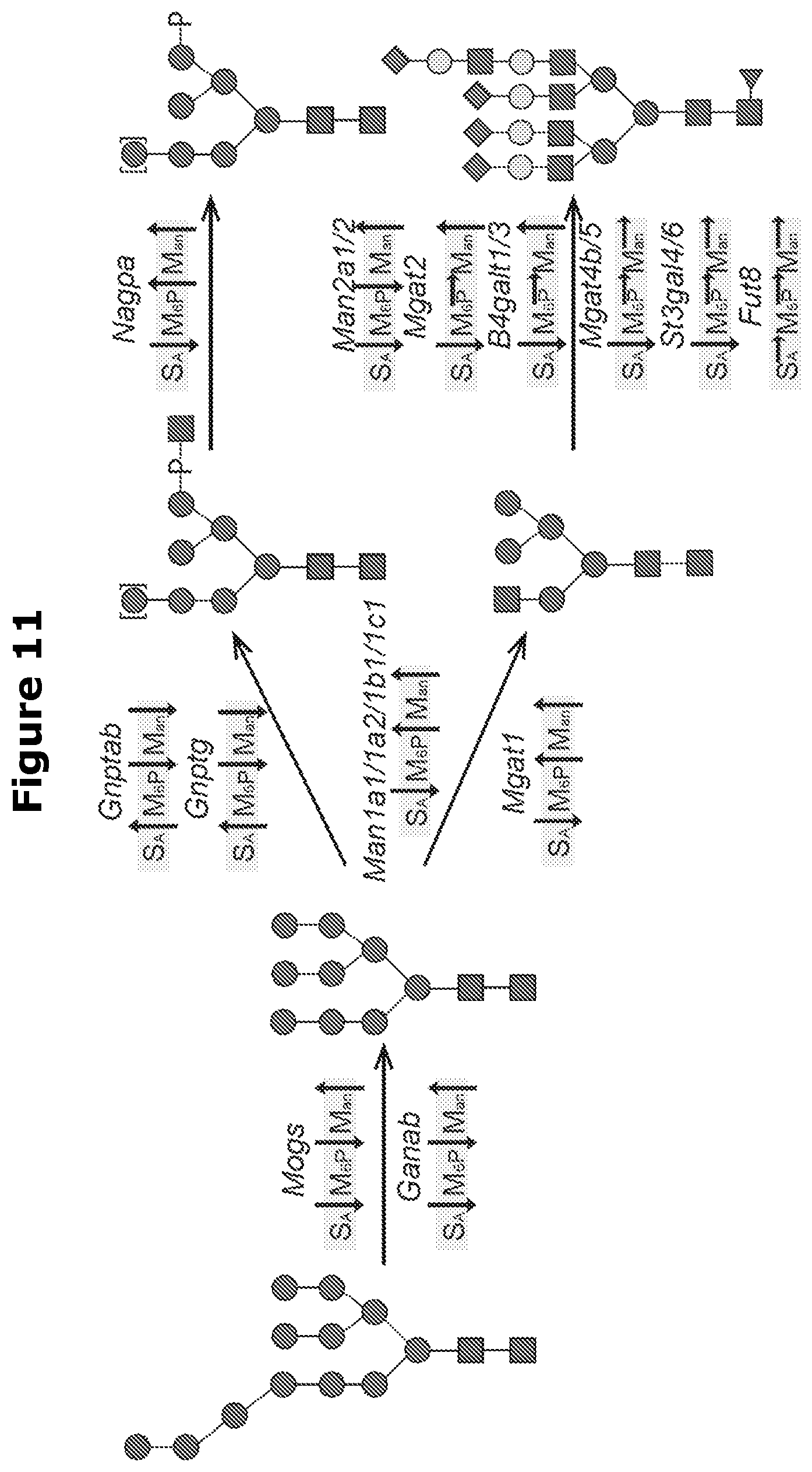 Patent US12325871 Figure 10 – Lysosomal enzymes modified by cell based glycoengineering