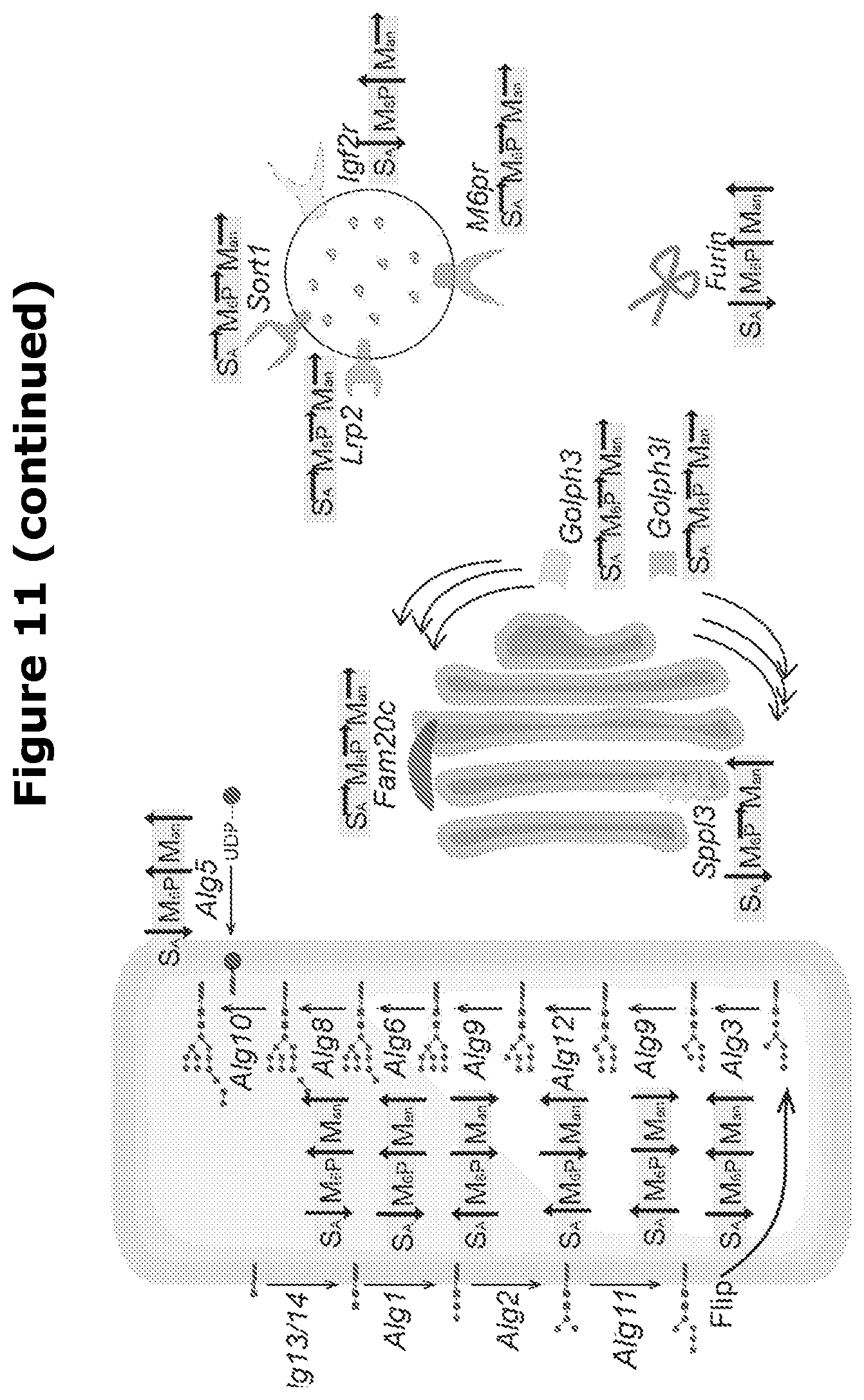 Patent US12325871 Figure 11 – Lysosomal enzymes modified by cell based glycoengineering