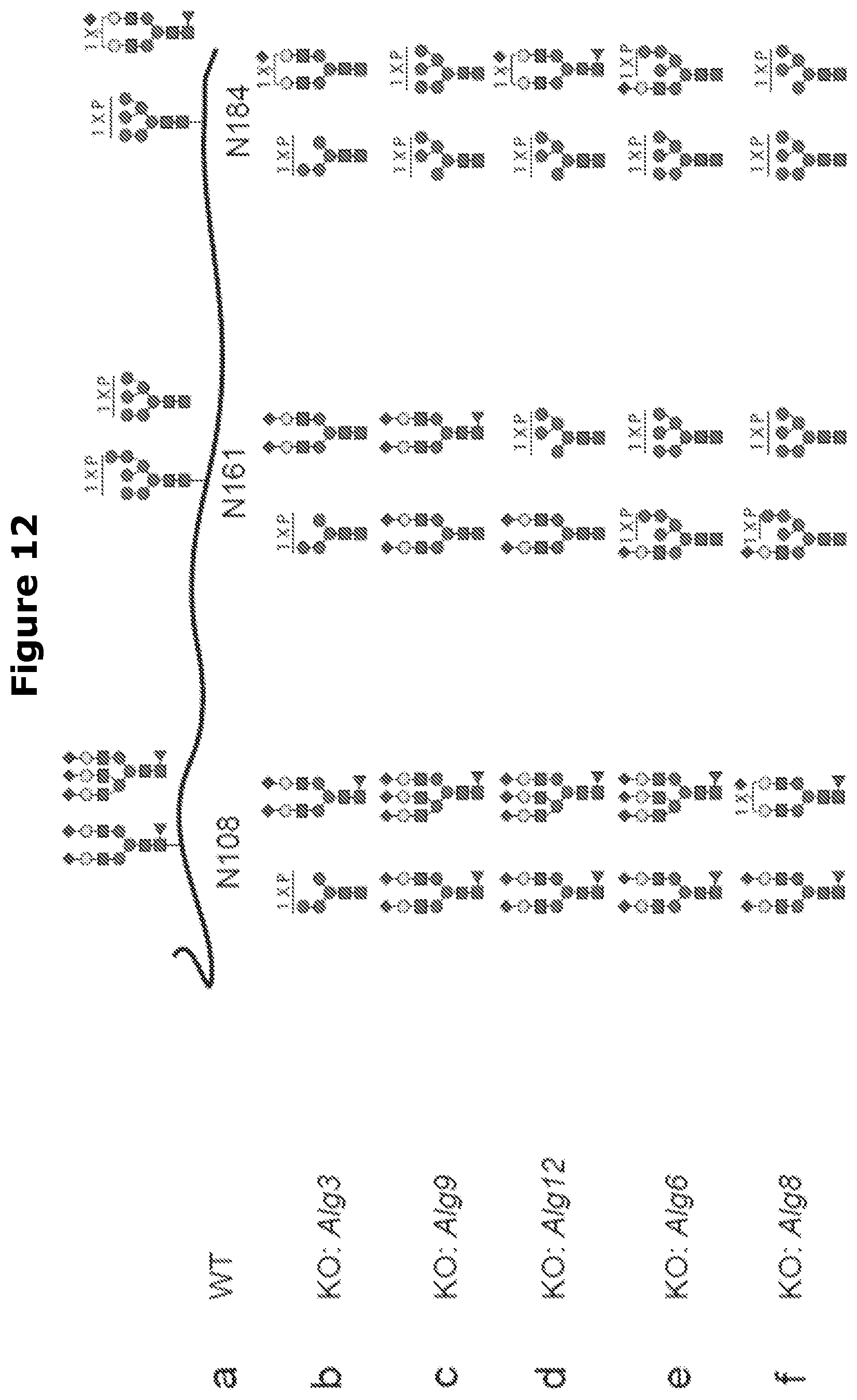 Patent US12325871 Figure 12 – Lysosomal enzymes modified by cell based glycoengineering