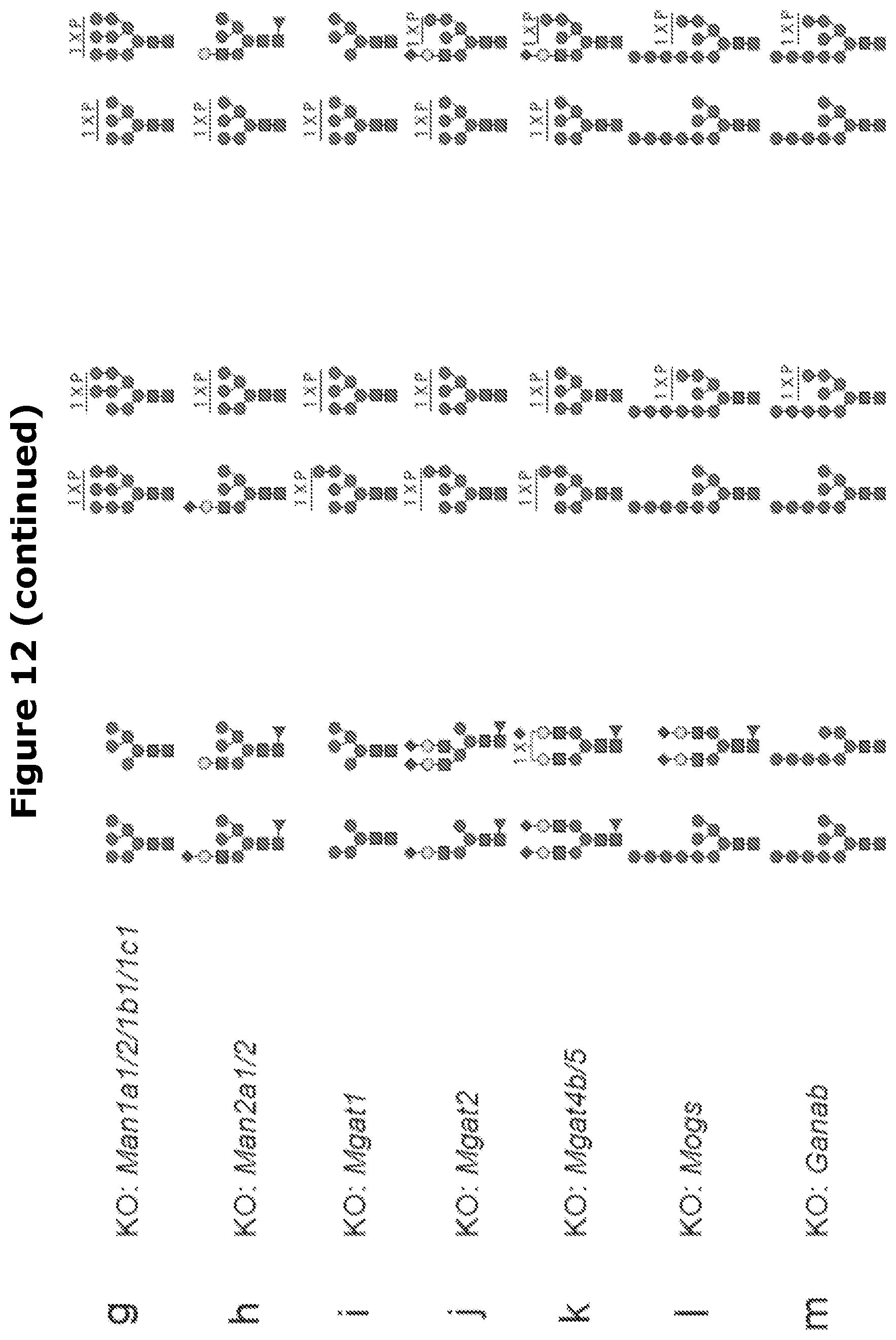 Patent US12325871 Figure 13 – Lysosomal enzymes modified by cell based glycoengineering