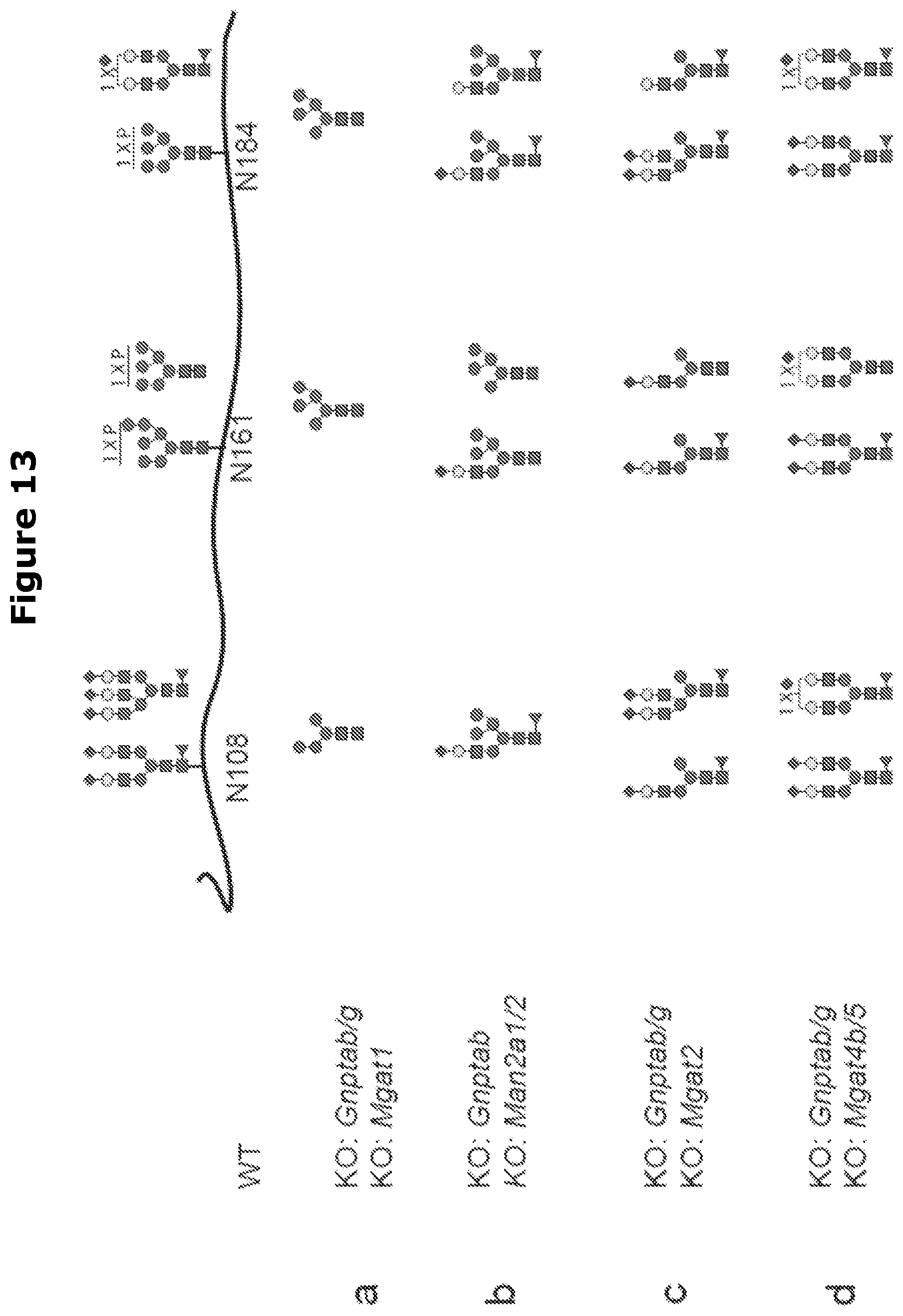 Patent US12325871 Figure 15 – Lysosomal enzymes modified by cell based glycoengineering