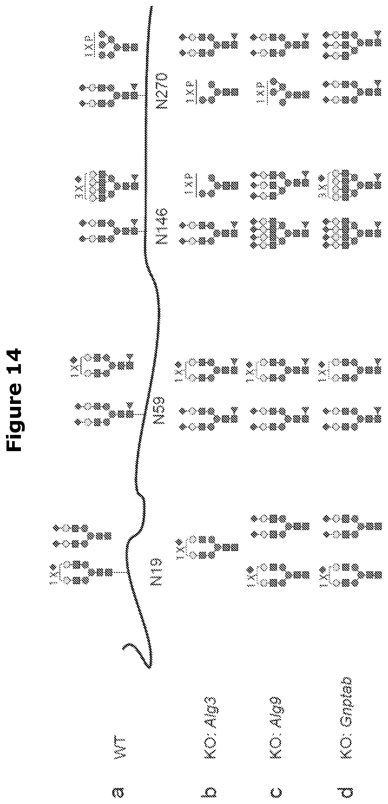 Patent US12325871 Figure 18 – Lysosomal enzymes modified by cell based glycoengineering