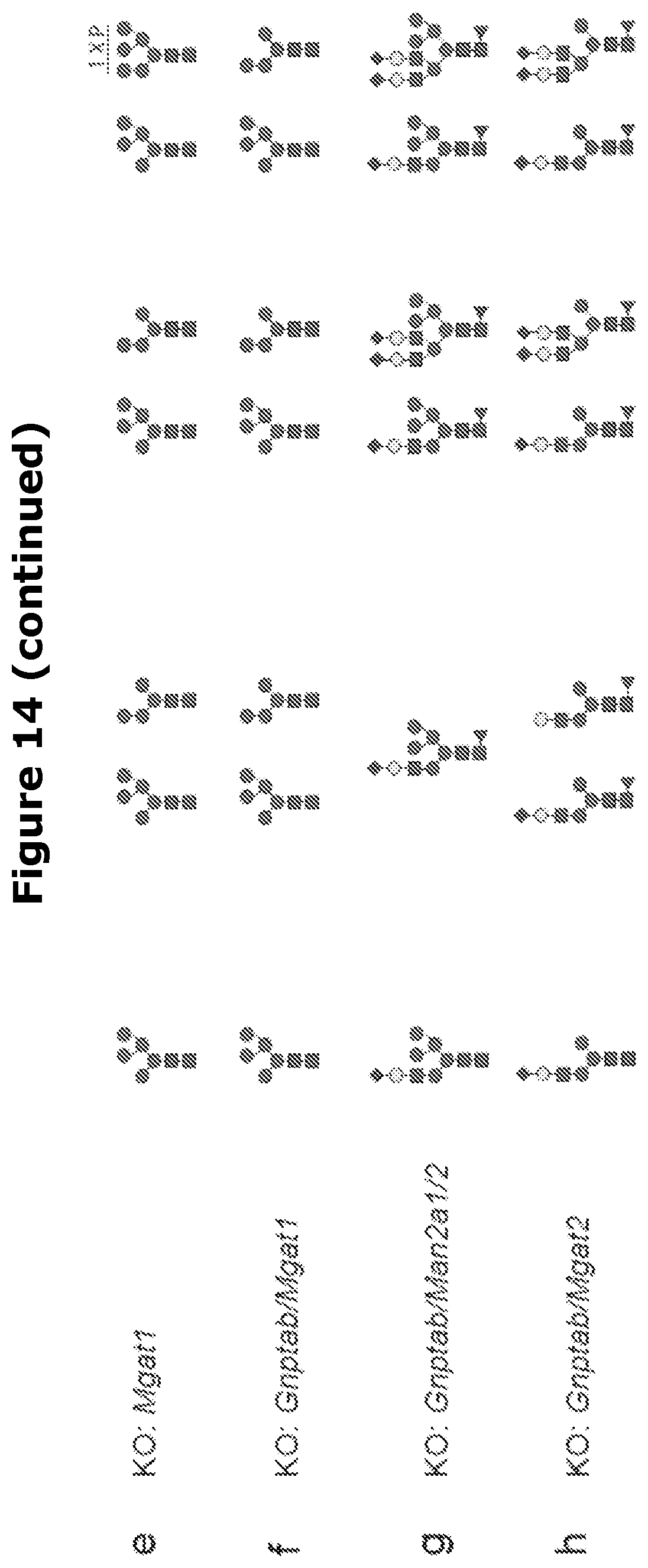 Patent US12325871 Figure 19 – Lysosomal enzymes modified by cell based glycoengineering