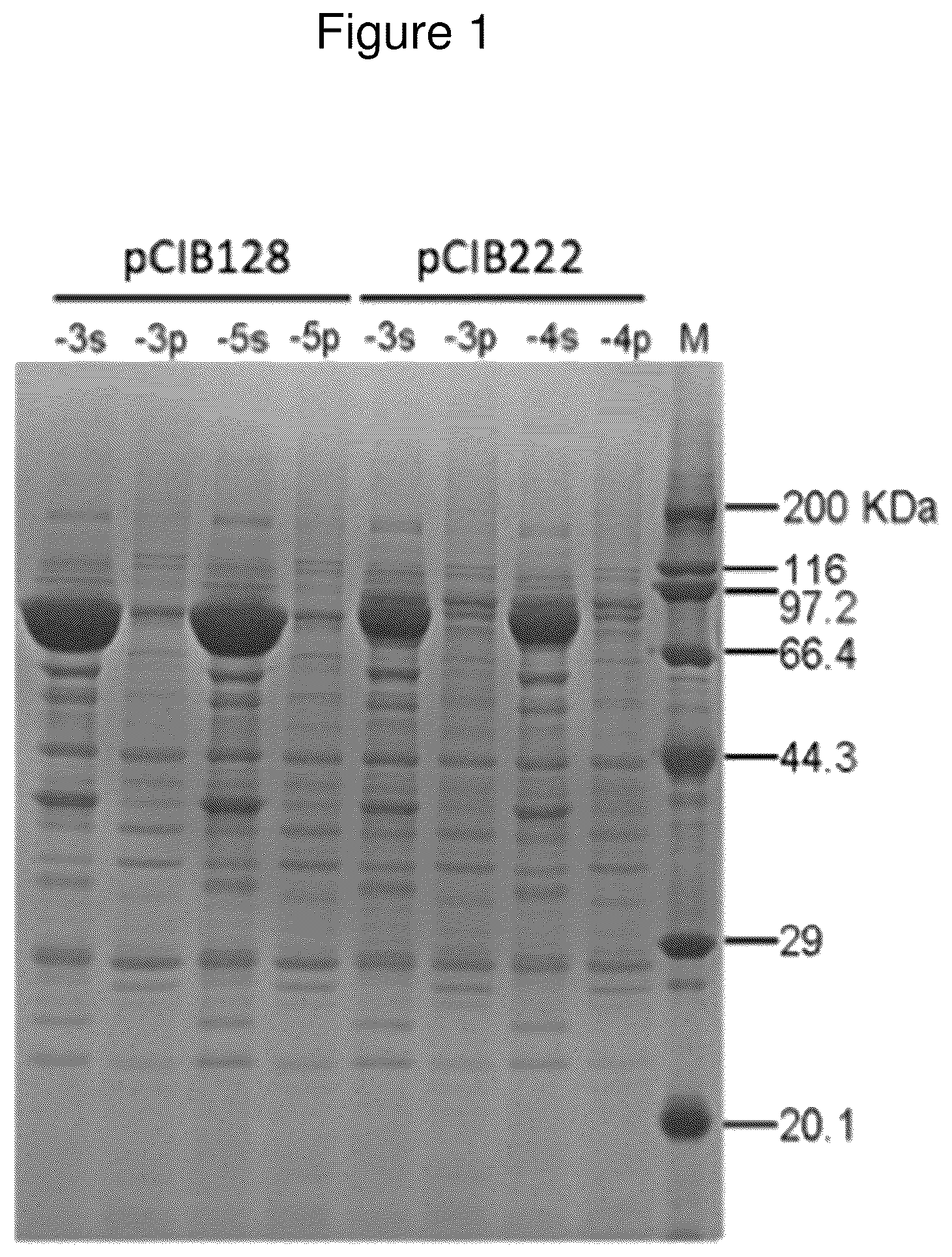 Patent US12325872 Figure 1 – Method of improving acid decarboxylase activity in vitro under alkaline pH