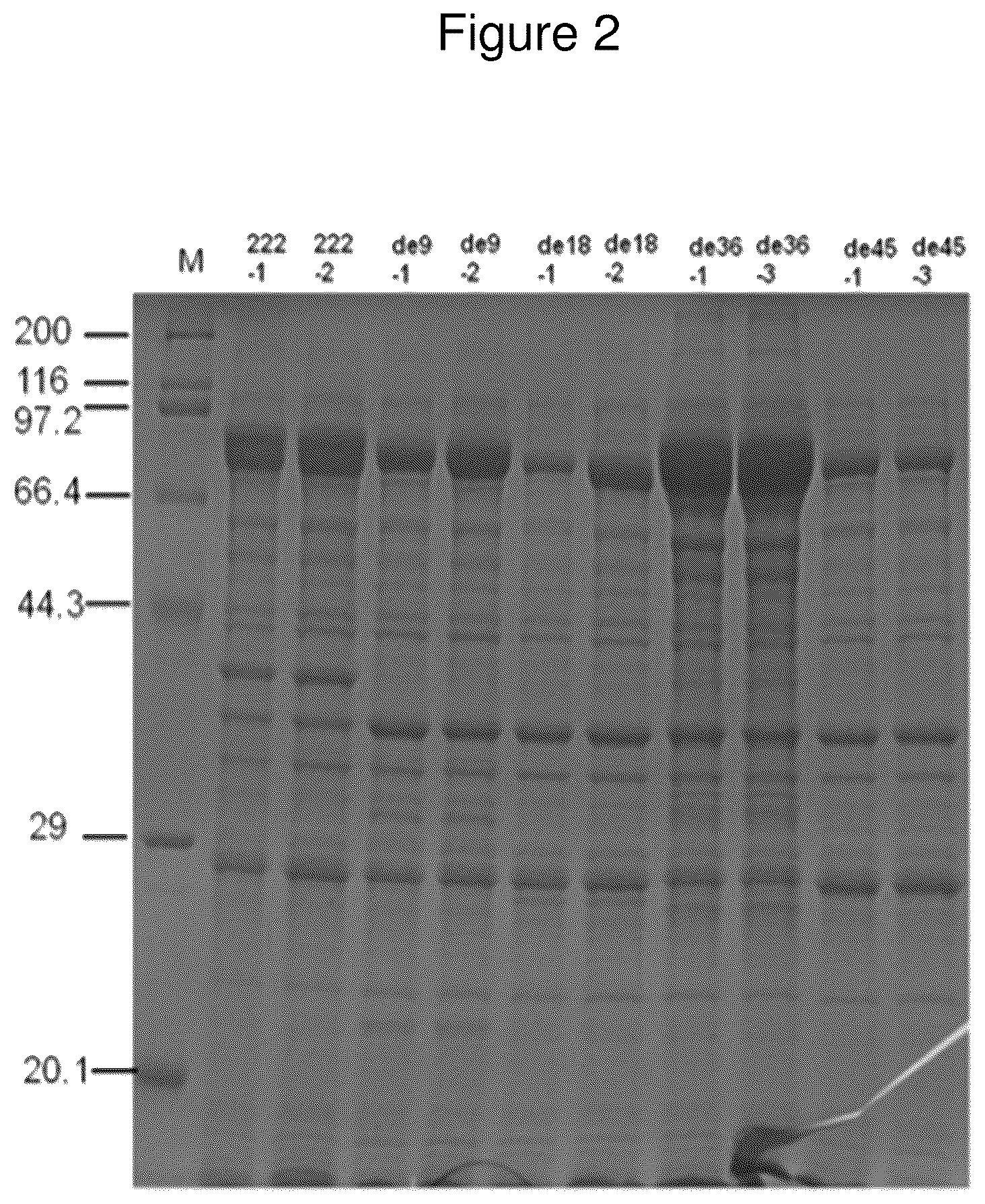 Patent US12325872 Figure 2 – Method of improving acid decarboxylase activity in vitro under alkaline pH